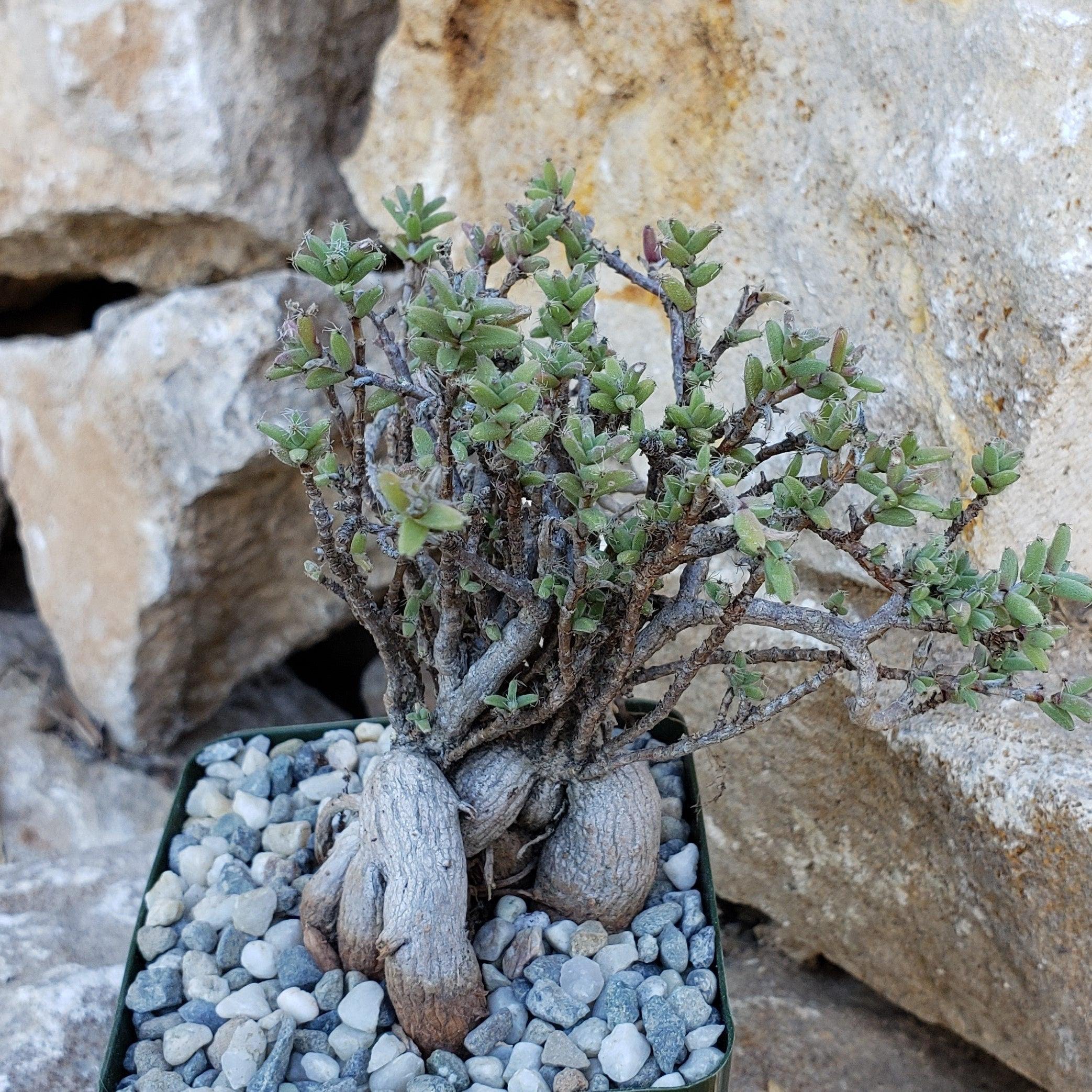 Trichodiadema bulbosom