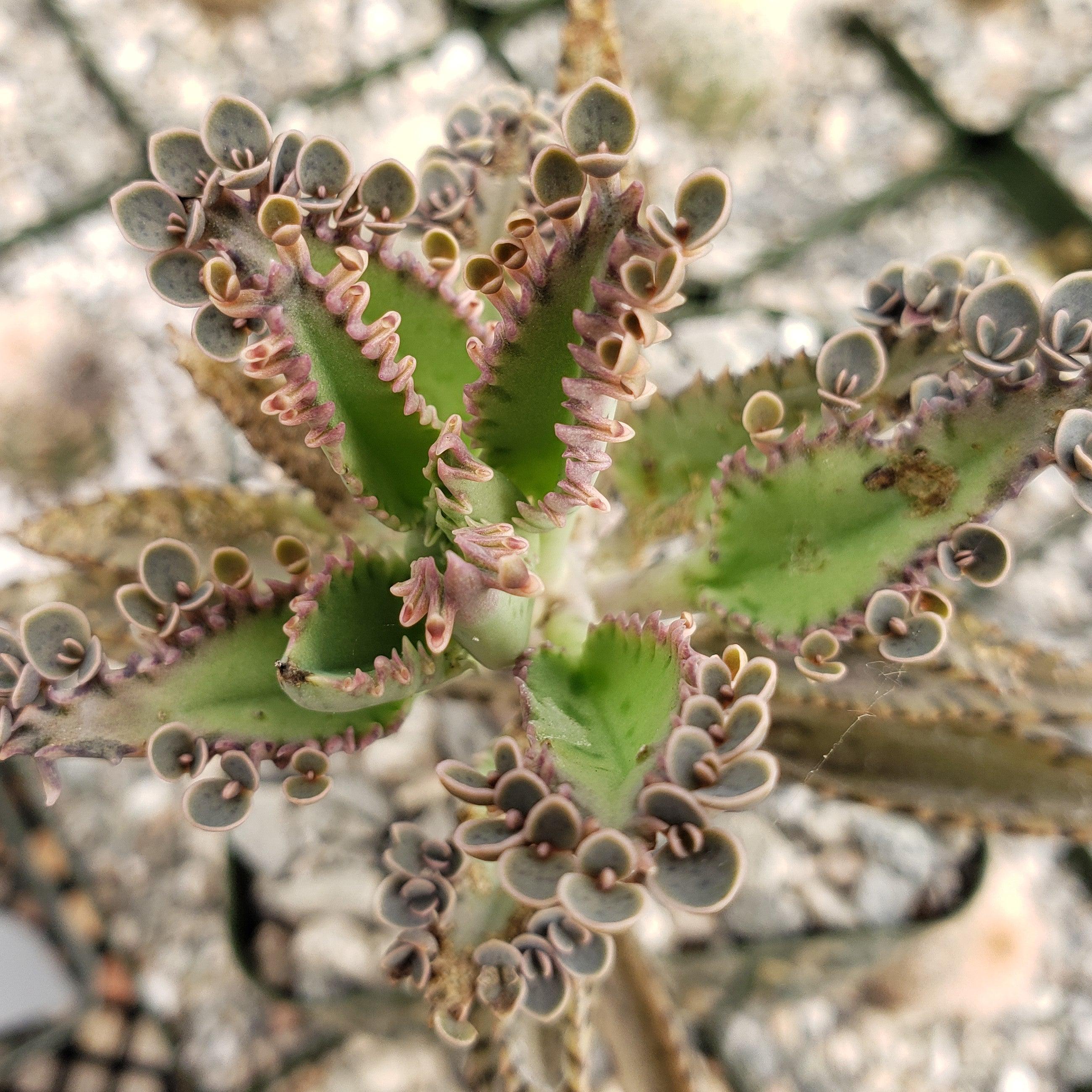 Hybrid Mother of Millions ��Kalanchoe houghtonii��