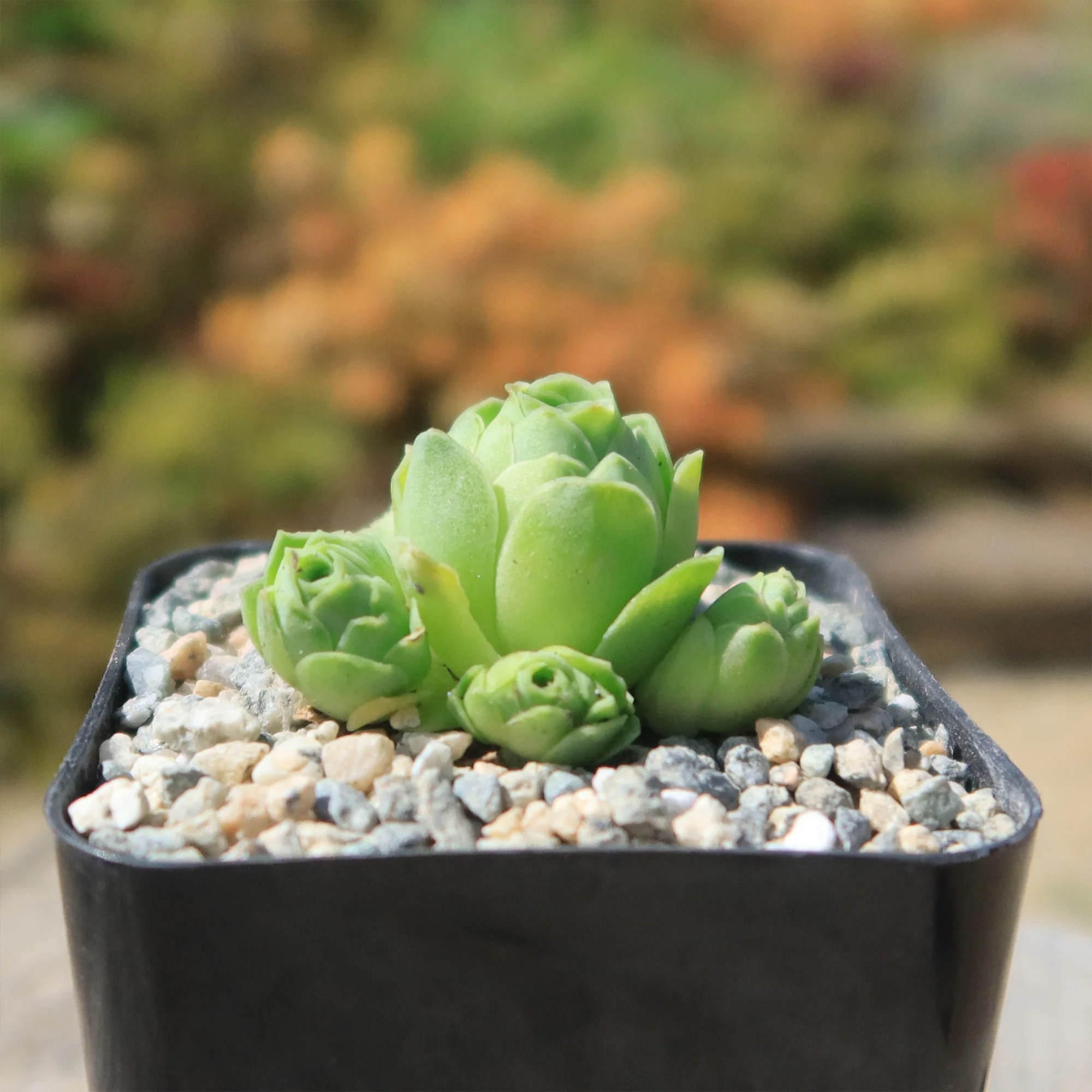 Mountain Rose Succulent ��Aeonium dodrantale�� (Greenovia dodrantalis)