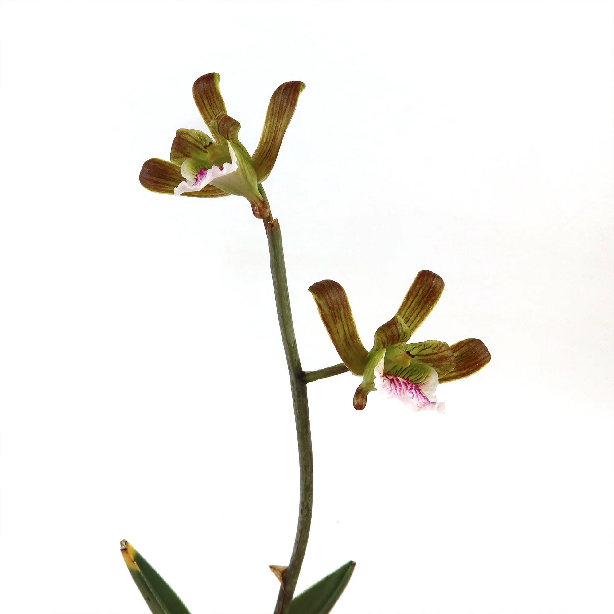 Eulophia petersii Desert Orchid Large