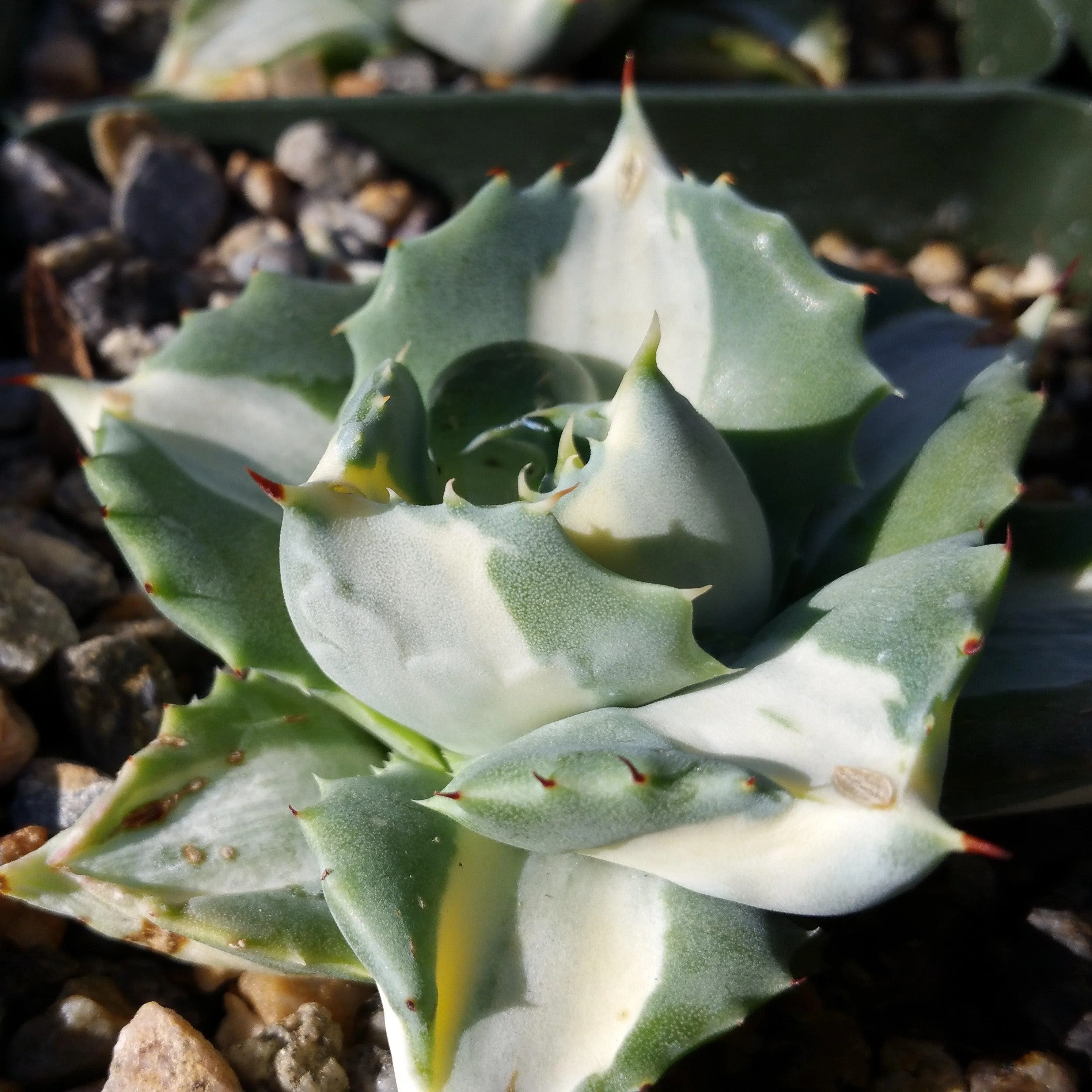 Variegated Dwarf Butterfly Agave - Agave isthmensis 'Ohi Raijin Shiro Nakafu'