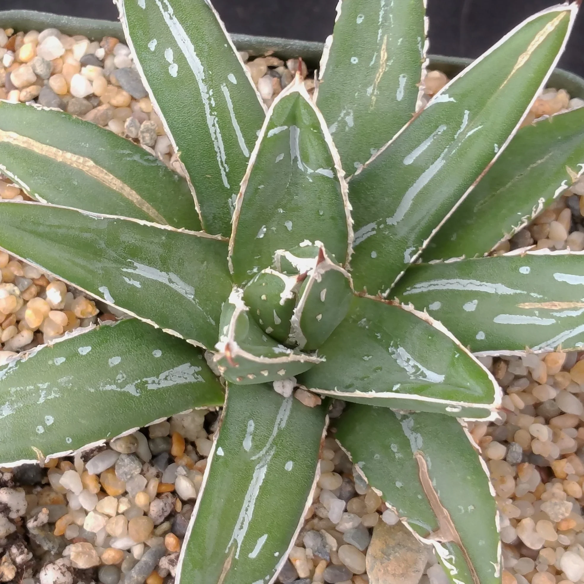 Agave Victoriae Reginae ��Queen Victoria Agave��