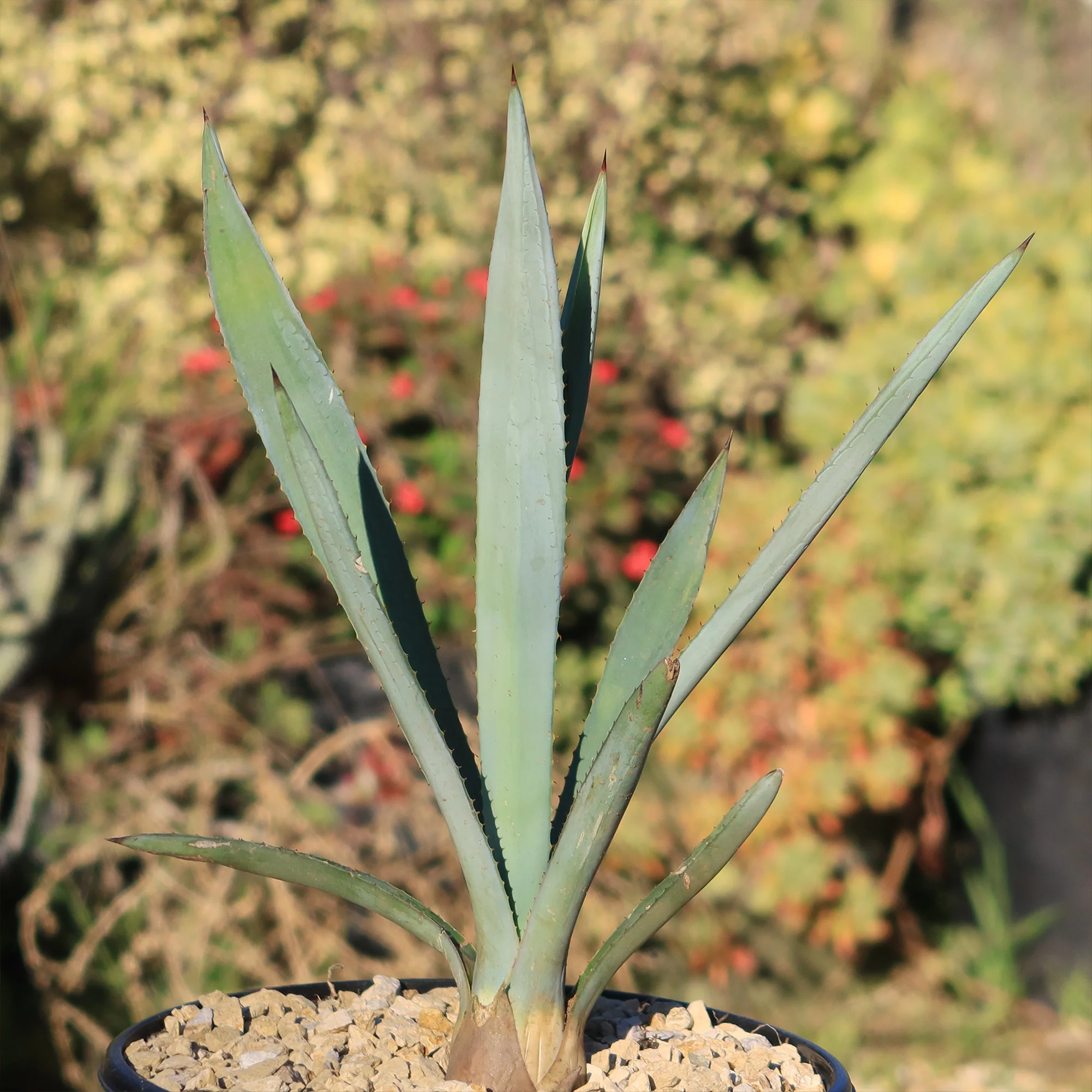 Blue agave - Agave Tequilana 'Tequila Plant'