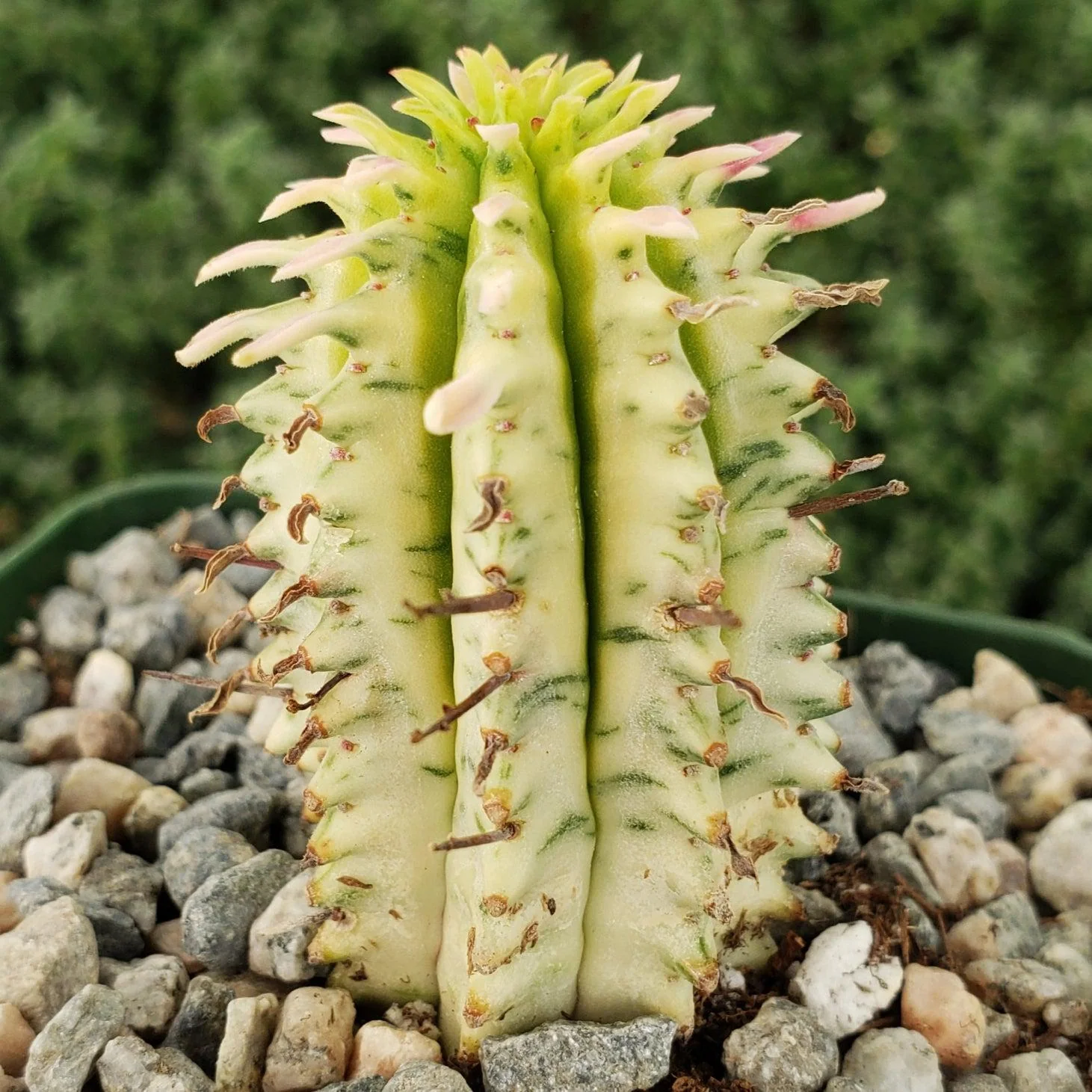Euphorbia mammillaris variegata yellow 'Corn on the Cob'
