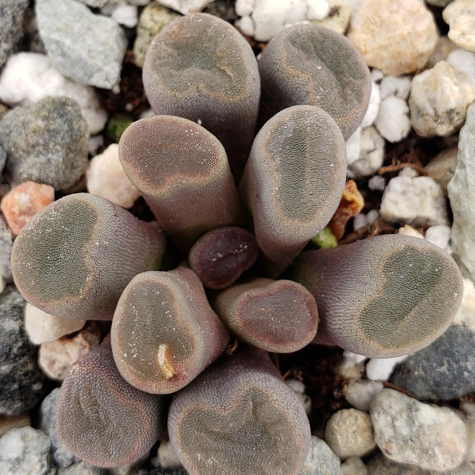 Fairy Elephant's Feet - Frithia Pulchra