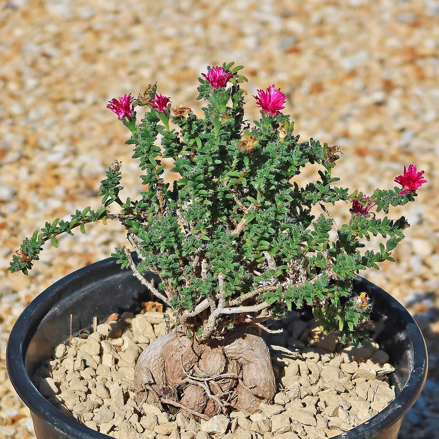 Trichodiadema bulbosom