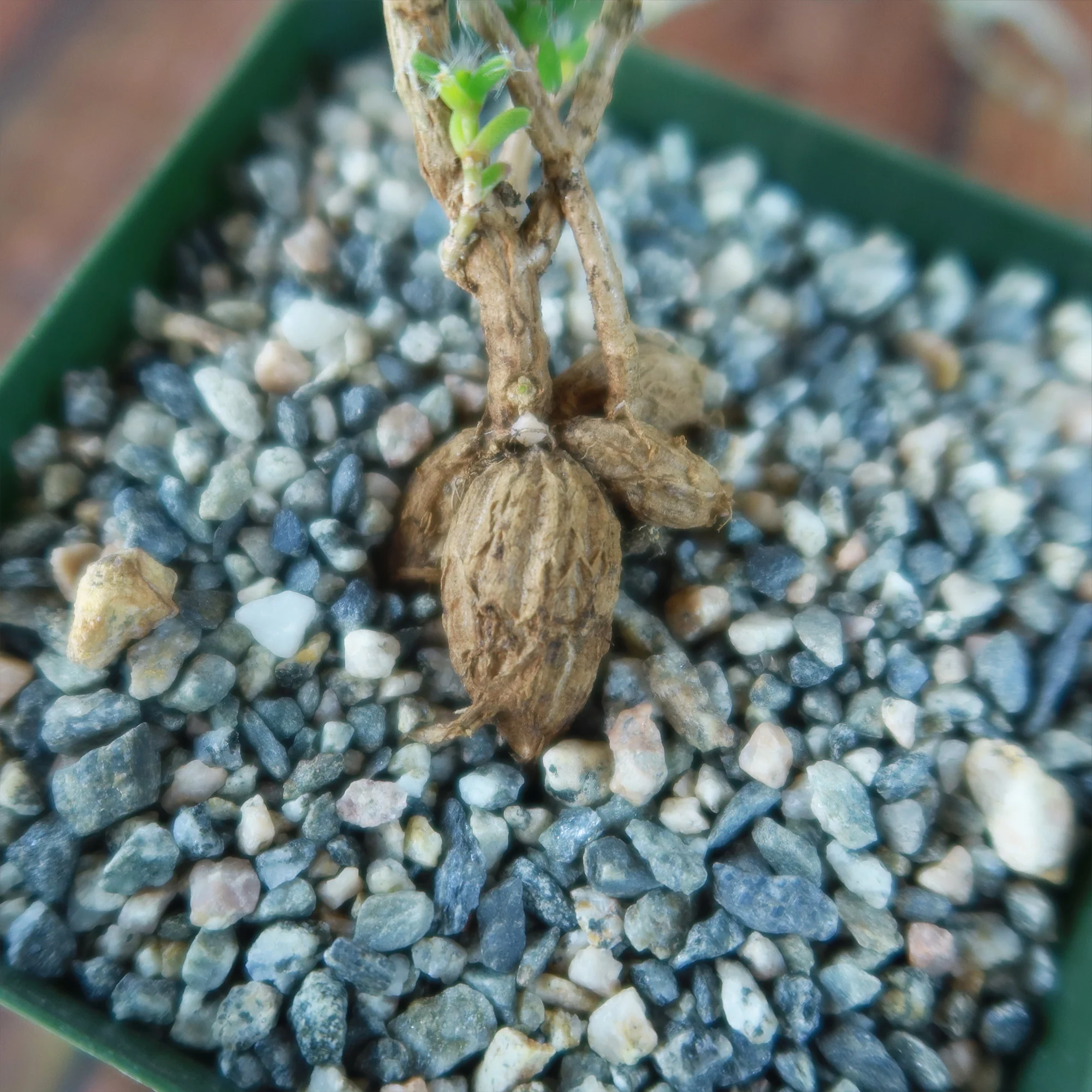 Trichodiadema bulbosom