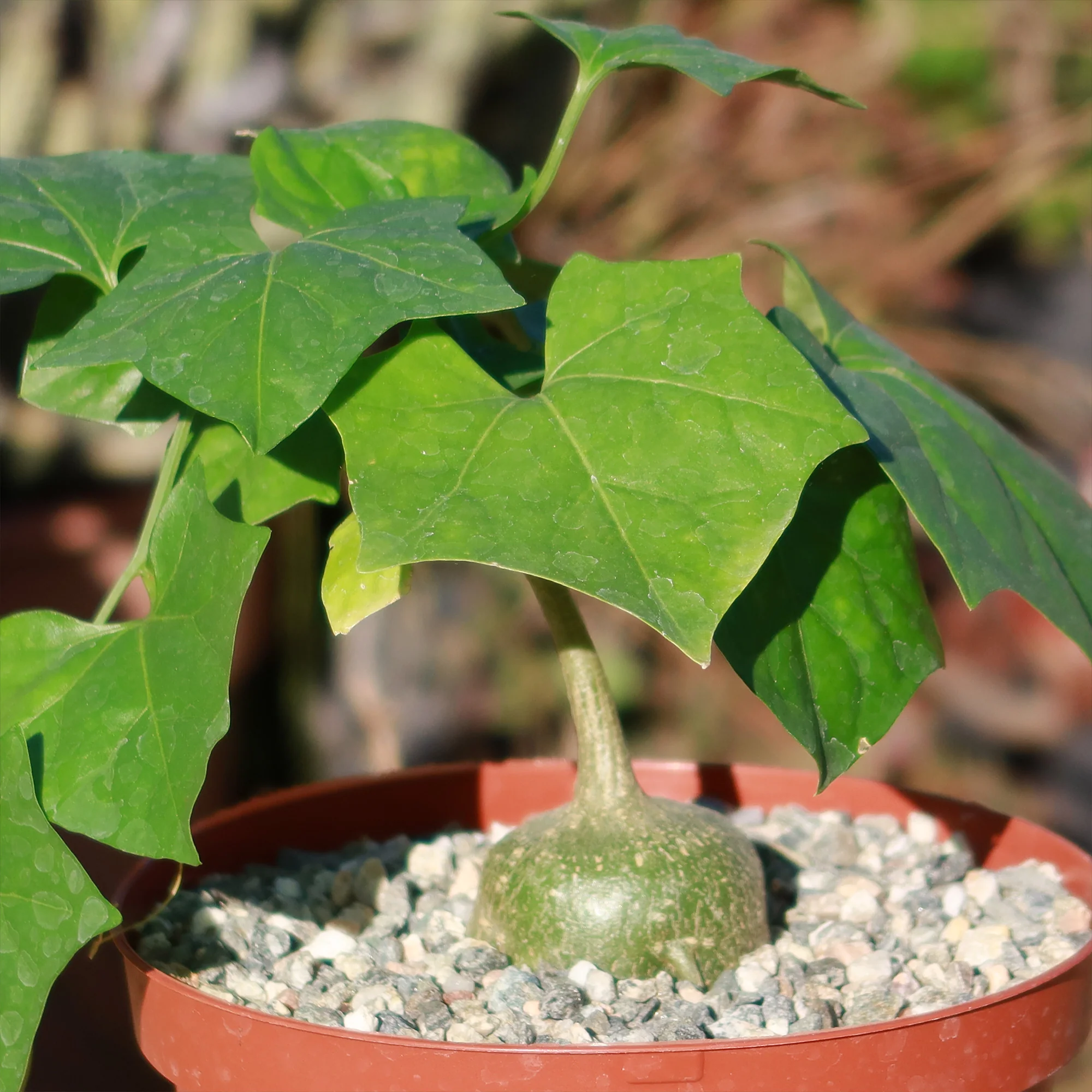 Gerrardanthus Macrorhizus