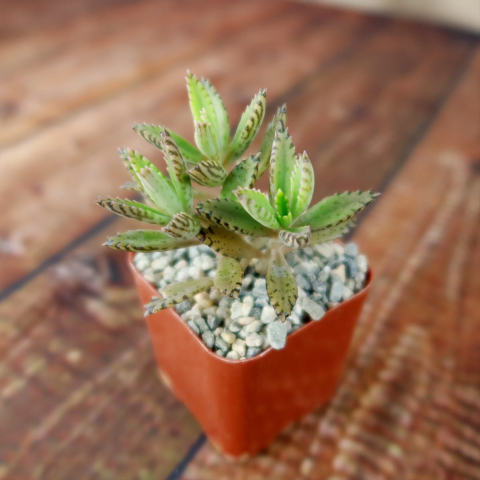 Hybrid Mother of Millions ��Kalanchoe houghtonii��