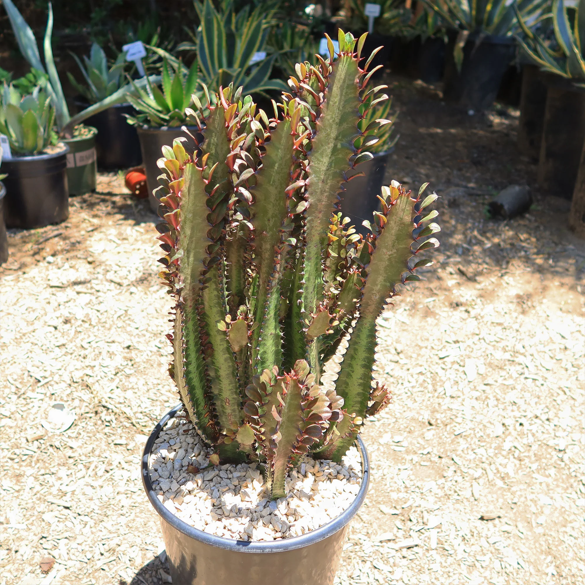 African Milk Tree - Euphorbia trigona 'Rubra'