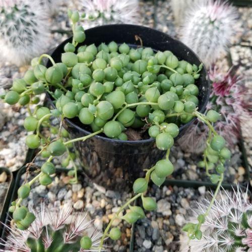 String of Pearls 'Senecio rowleyanus'