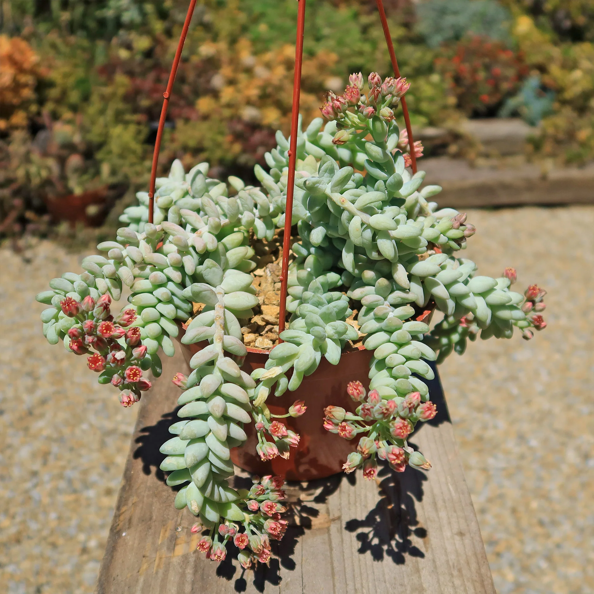 Burro��s Tail Succulent - Sedum morganianum ��Burrito��