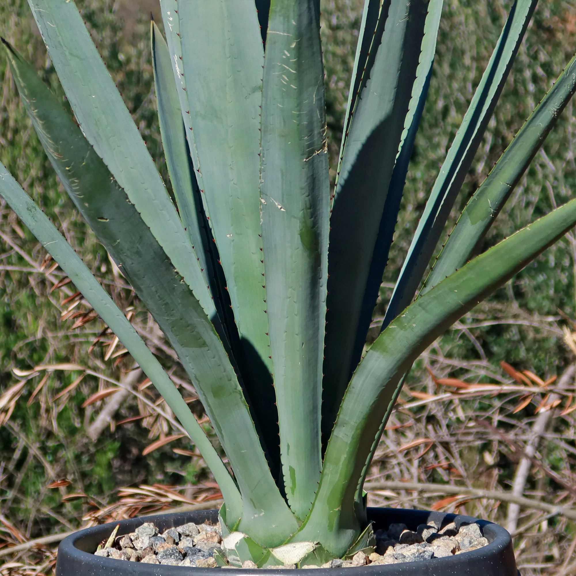 Blue agave - Agave Tequilana 'Tequila Plant'