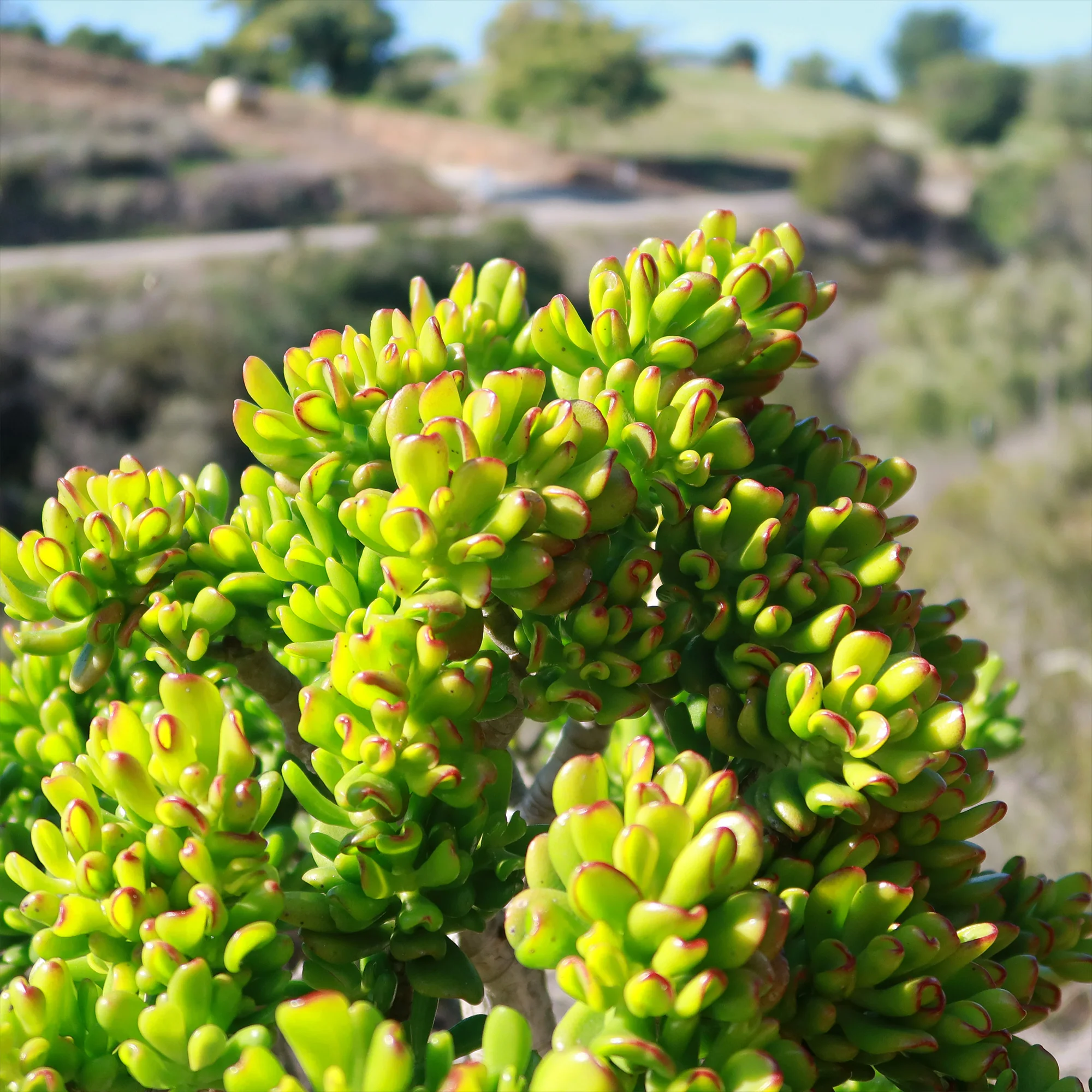 Jade Bonsai Tree -  Crassula ovata 'Hobbit'