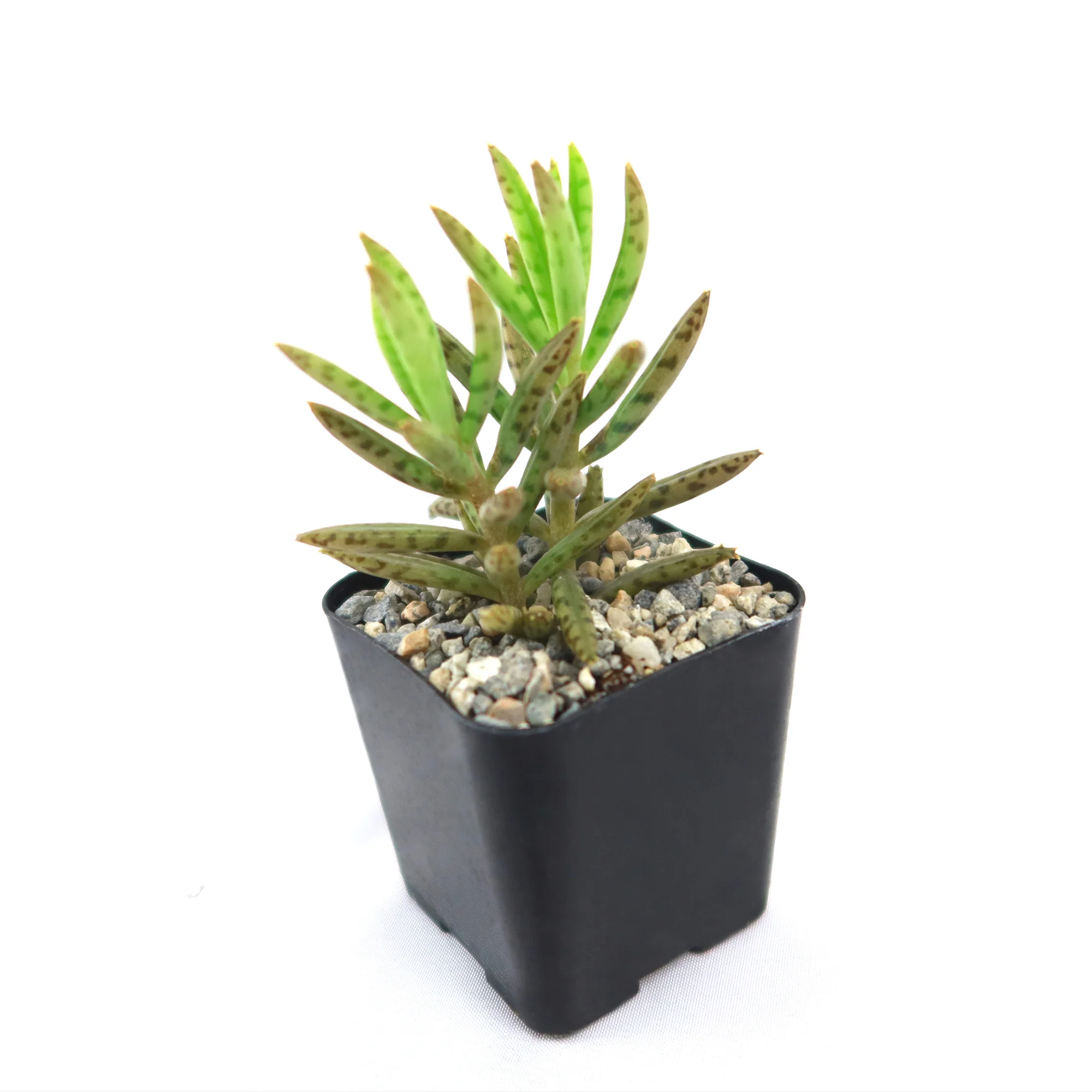 Mother of Millions 'Kalanchoe delagoensis'