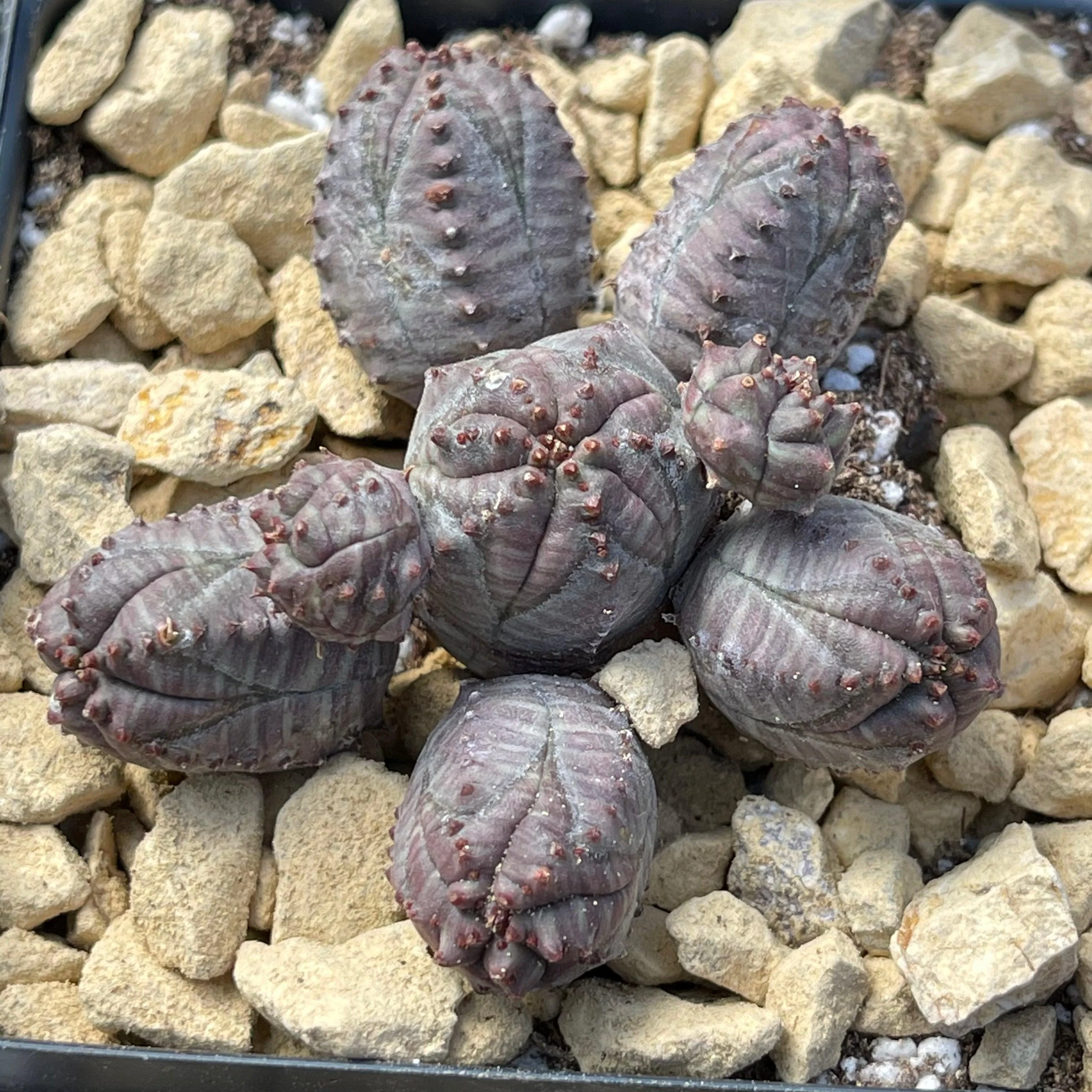 Euphorbia pseudoglobosa