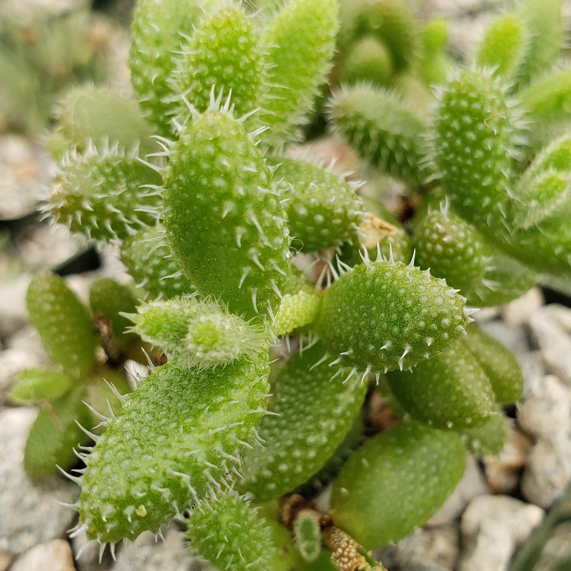 Pickle Plant ��Delosperma echinatum��
