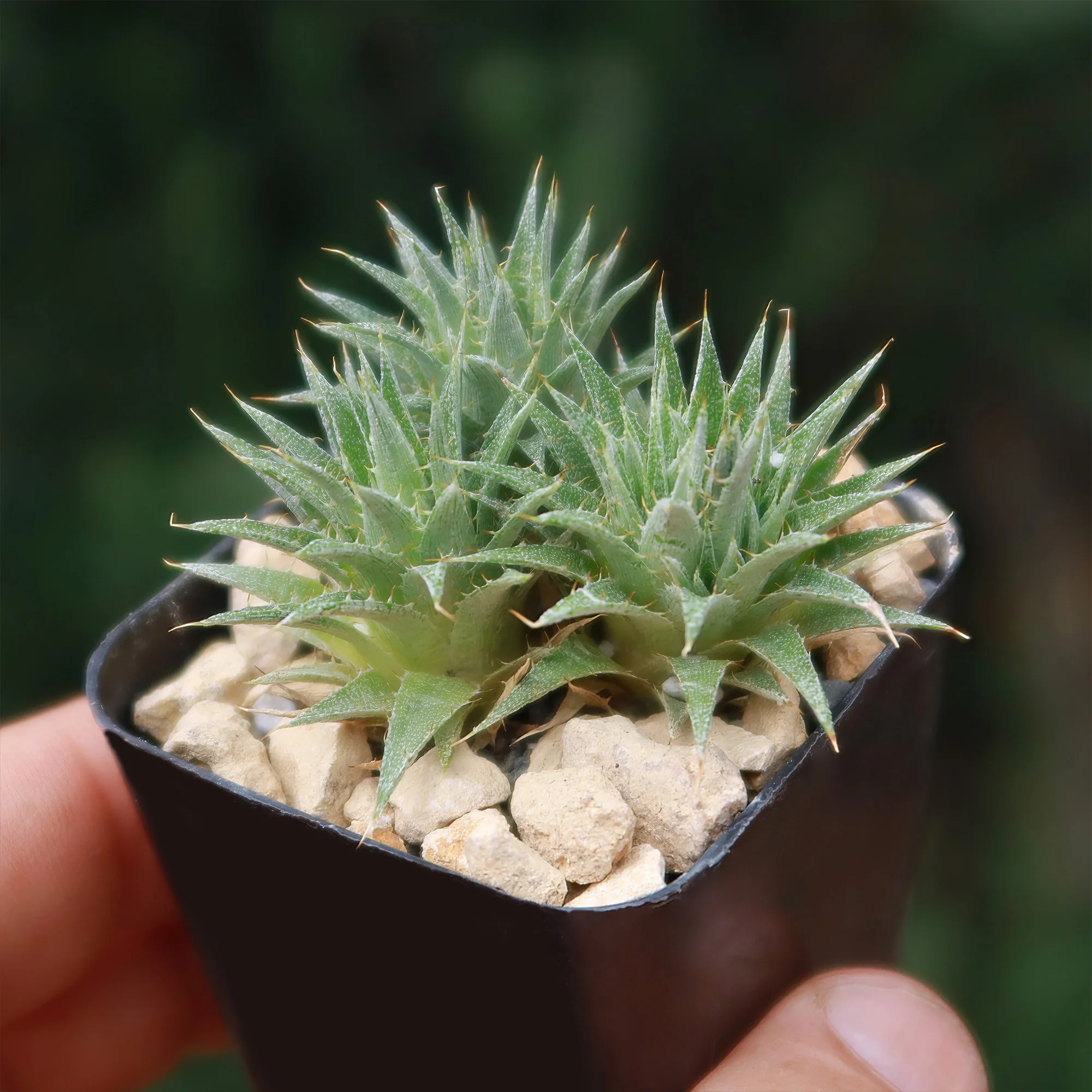 Abromeitiella chlorantha