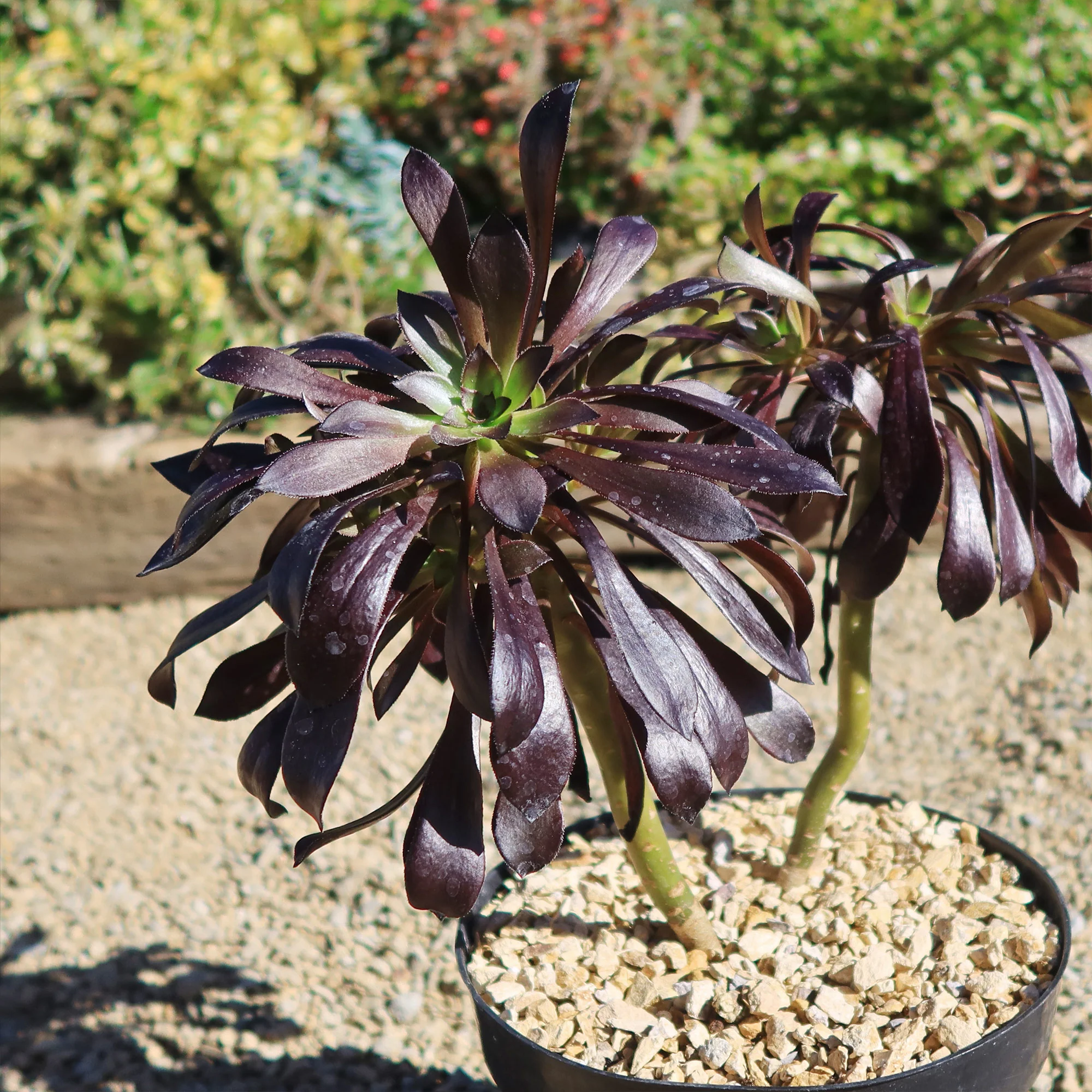 Black Rose - Aeonium arboreum zwartkop
