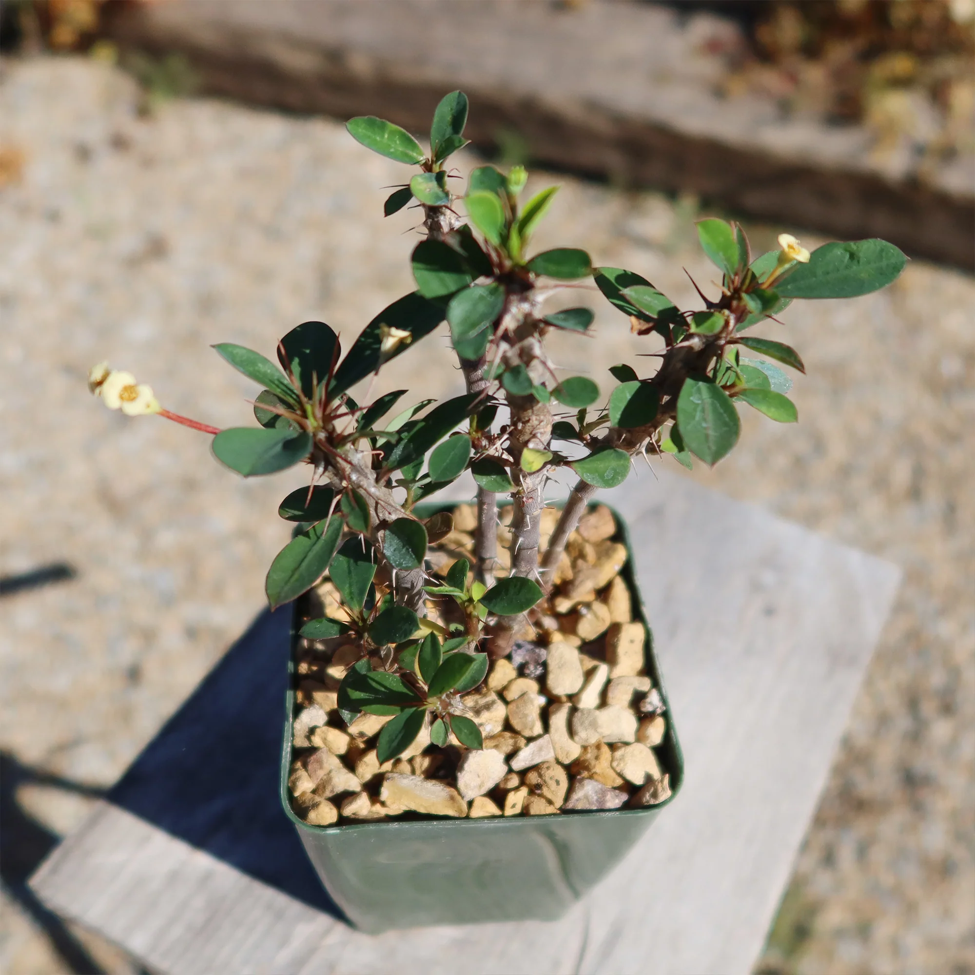 Euphorbia milii Yellow �C Crown of Thorns