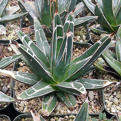 Agave Victoriae Reginae ��Queen Victoria Agave��