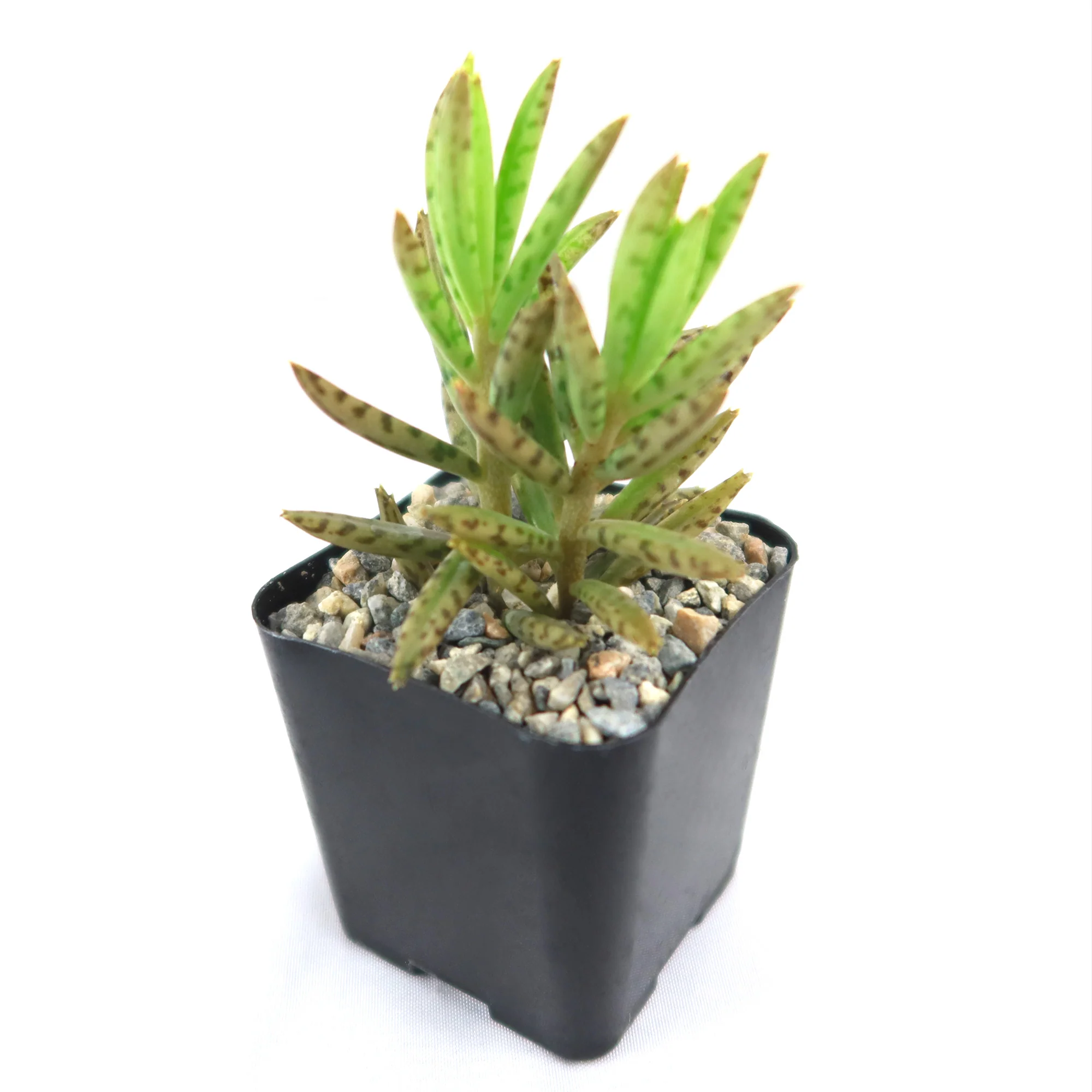 Mother of Millions 'Kalanchoe delagoensis'