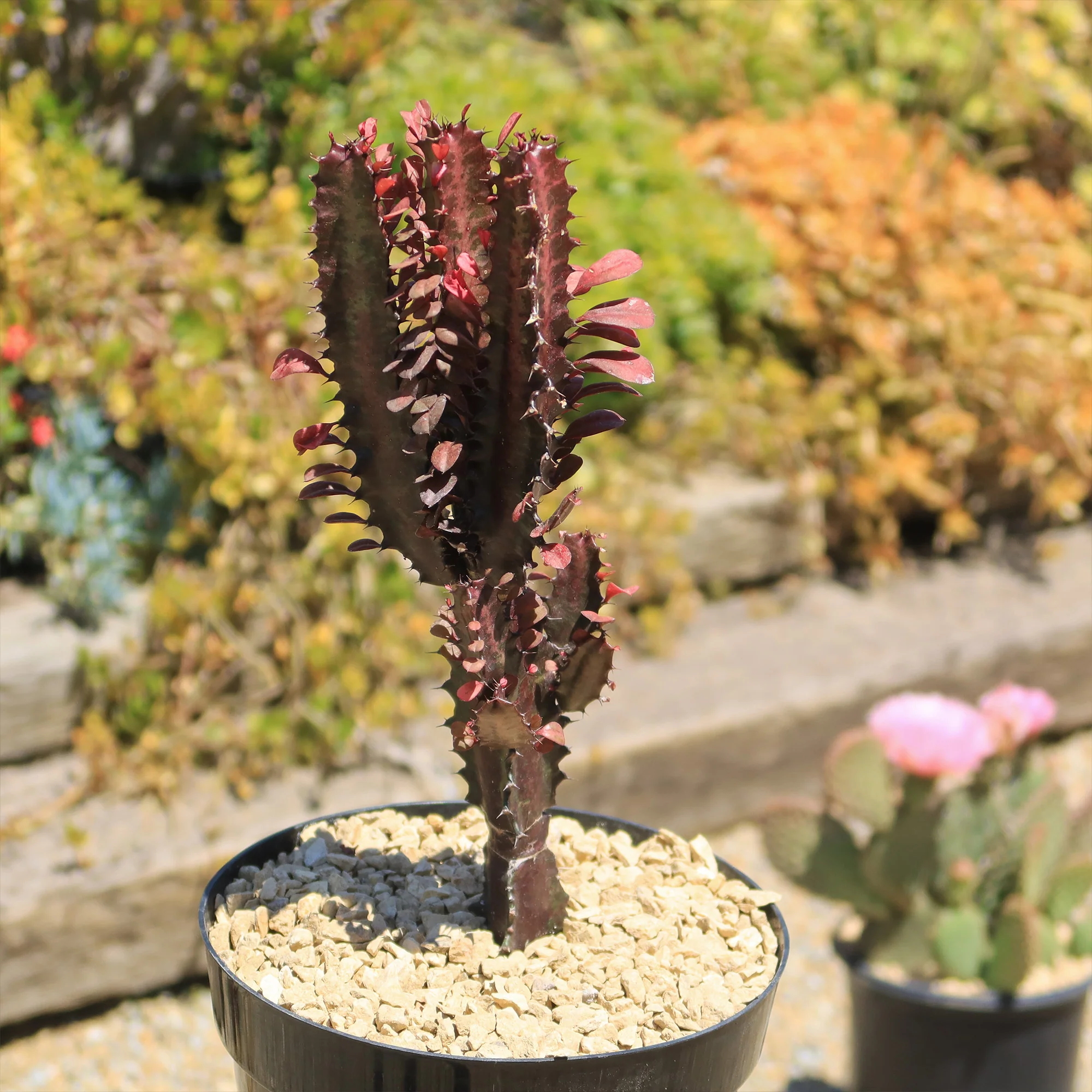 African Milk Tree - Euphorbia trigona 'Rubra'
