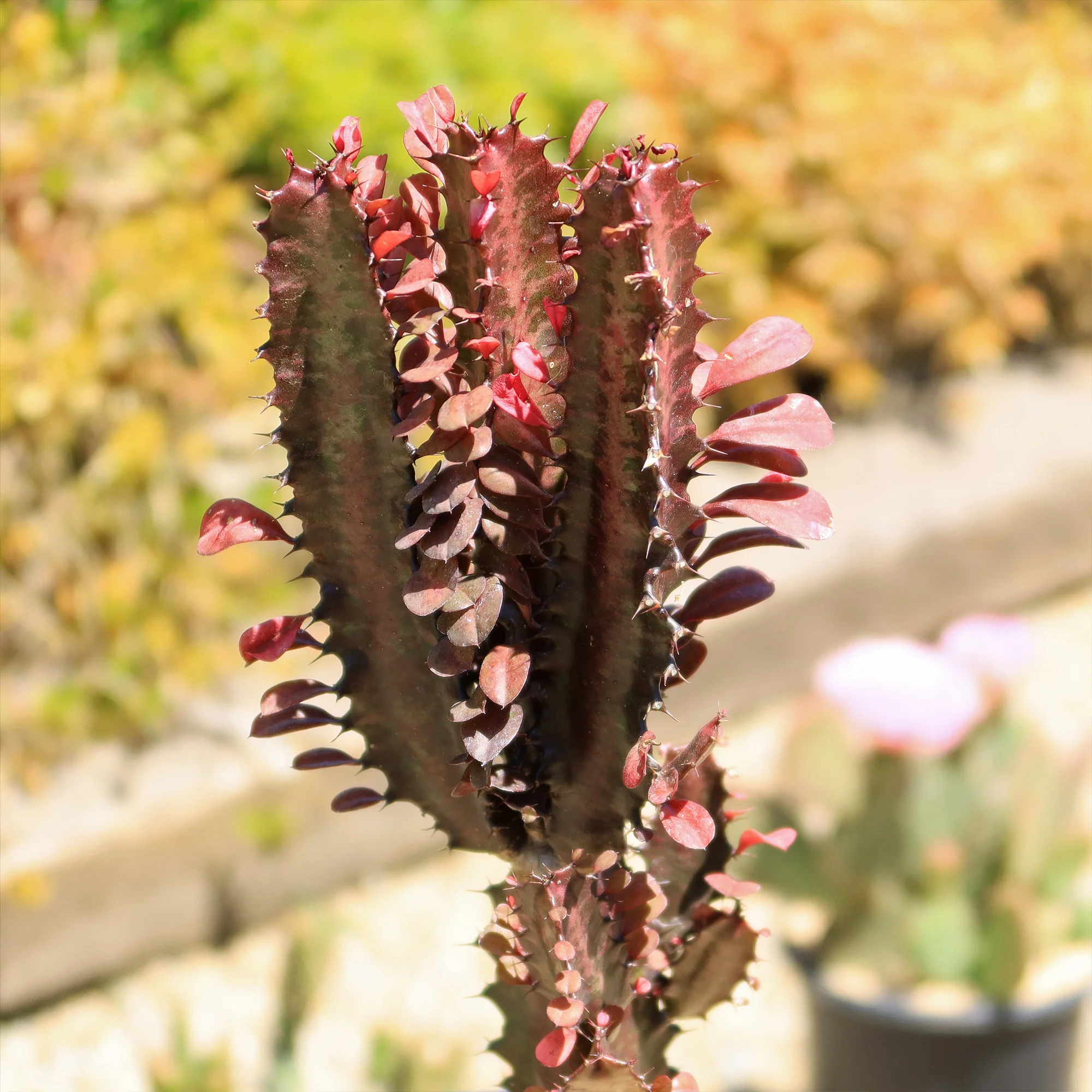 African Milk Tree - Euphorbia trigona 'Rubra'