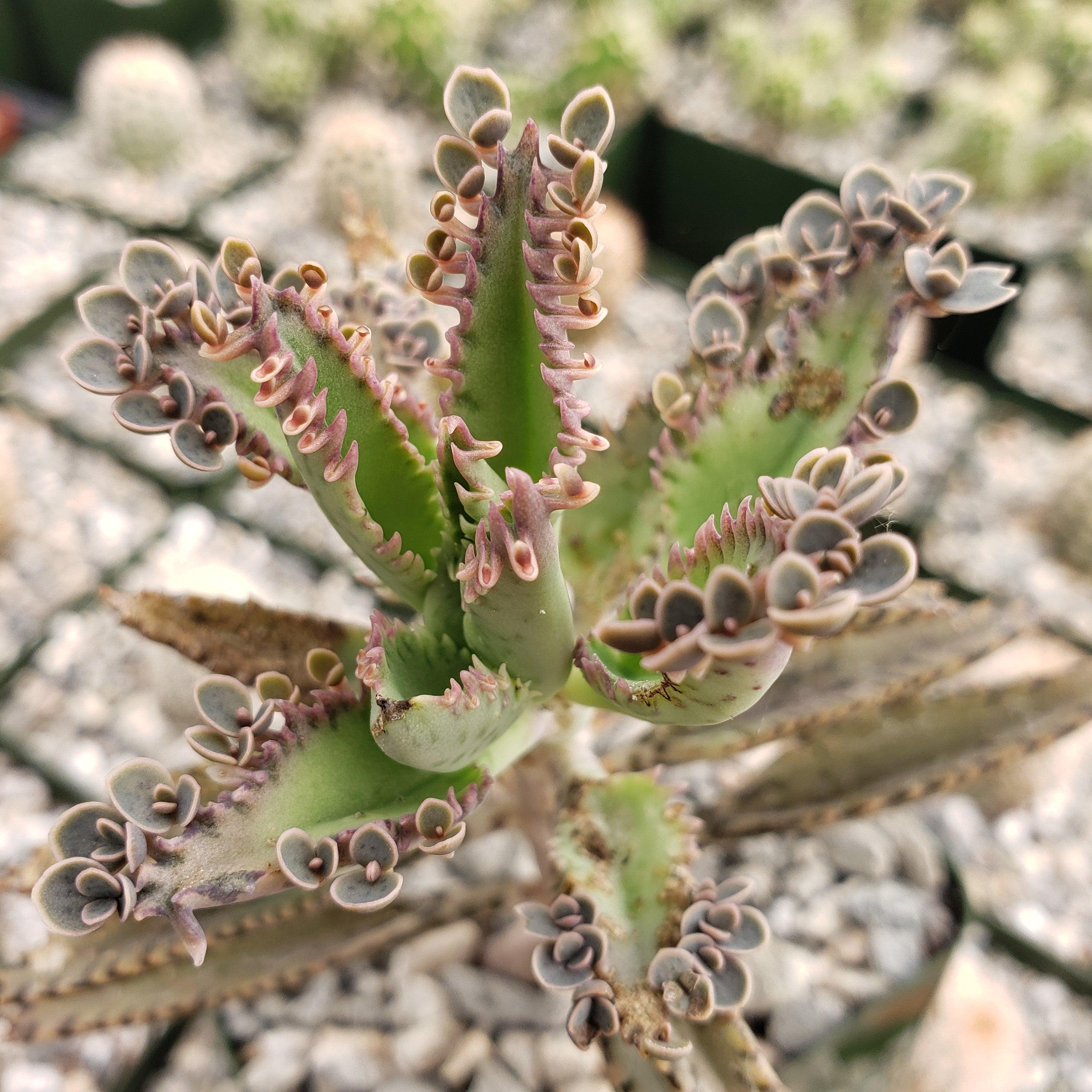 Hybrid Mother of Millions ��Kalanchoe houghtonii��