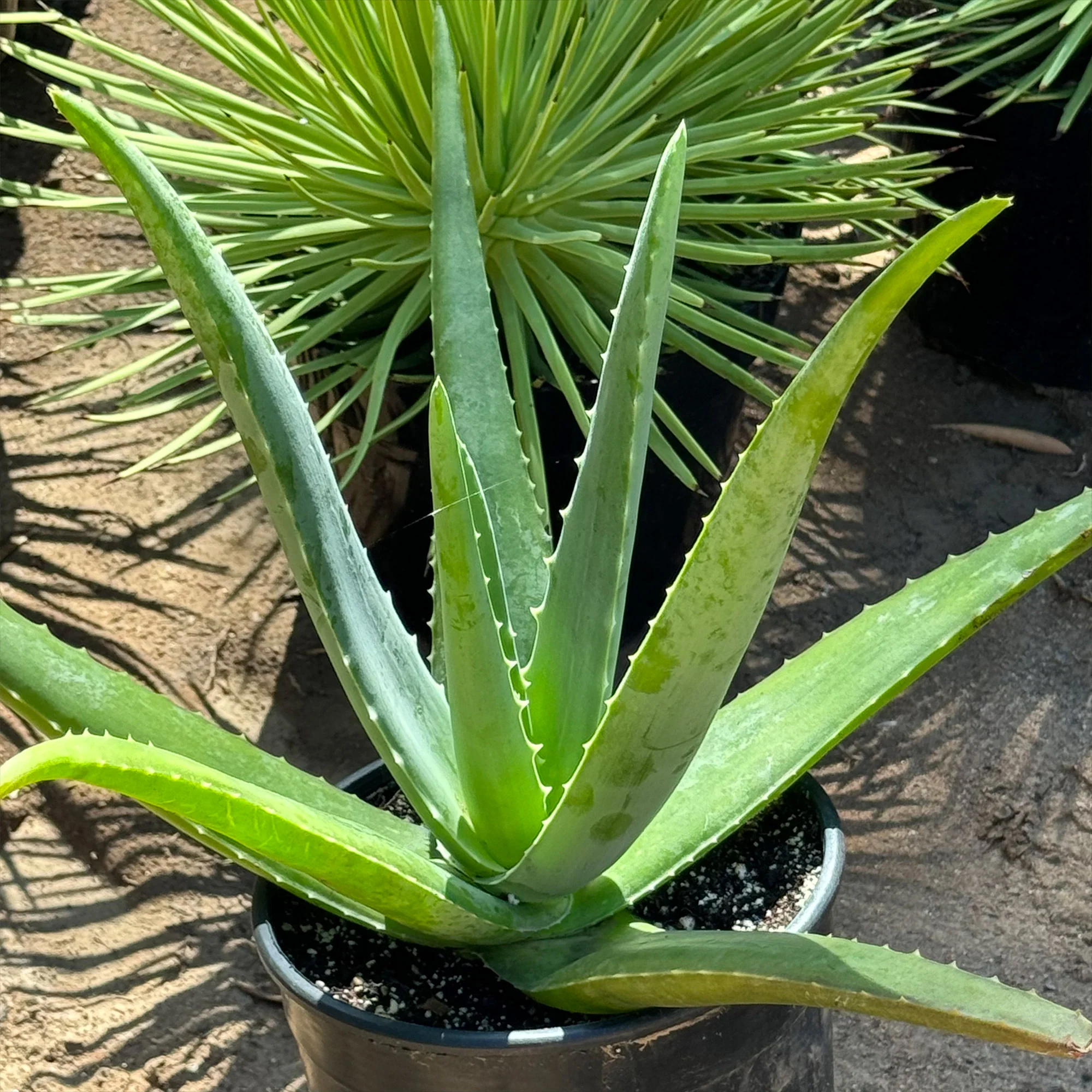 Aloe Vera - Aloe?barbadensis 'miller'