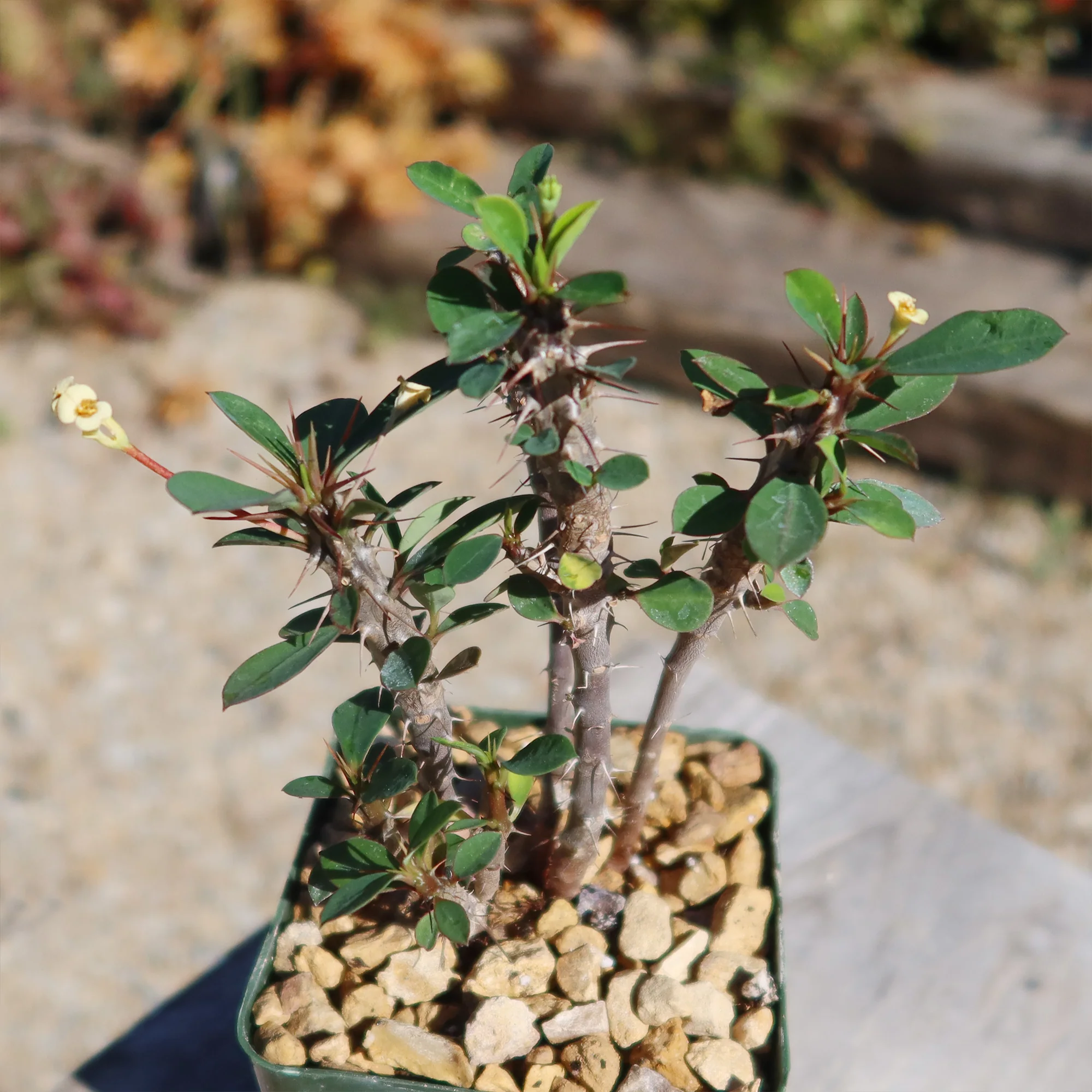 Euphorbia milii Yellow �C Crown of Thorns