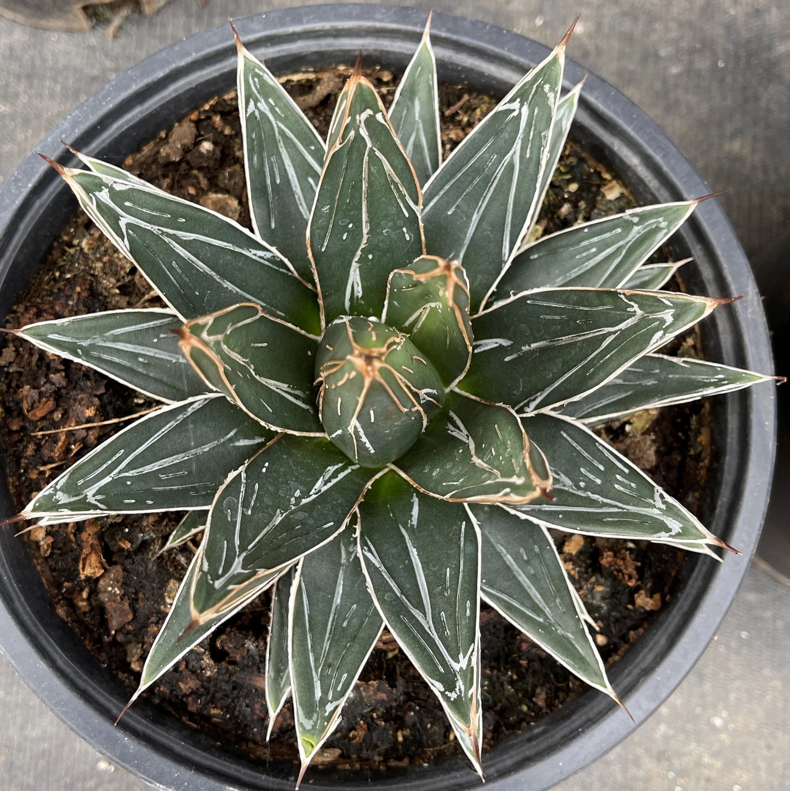 Agave Victoriae Reginae ��Queen Victoria Agave��