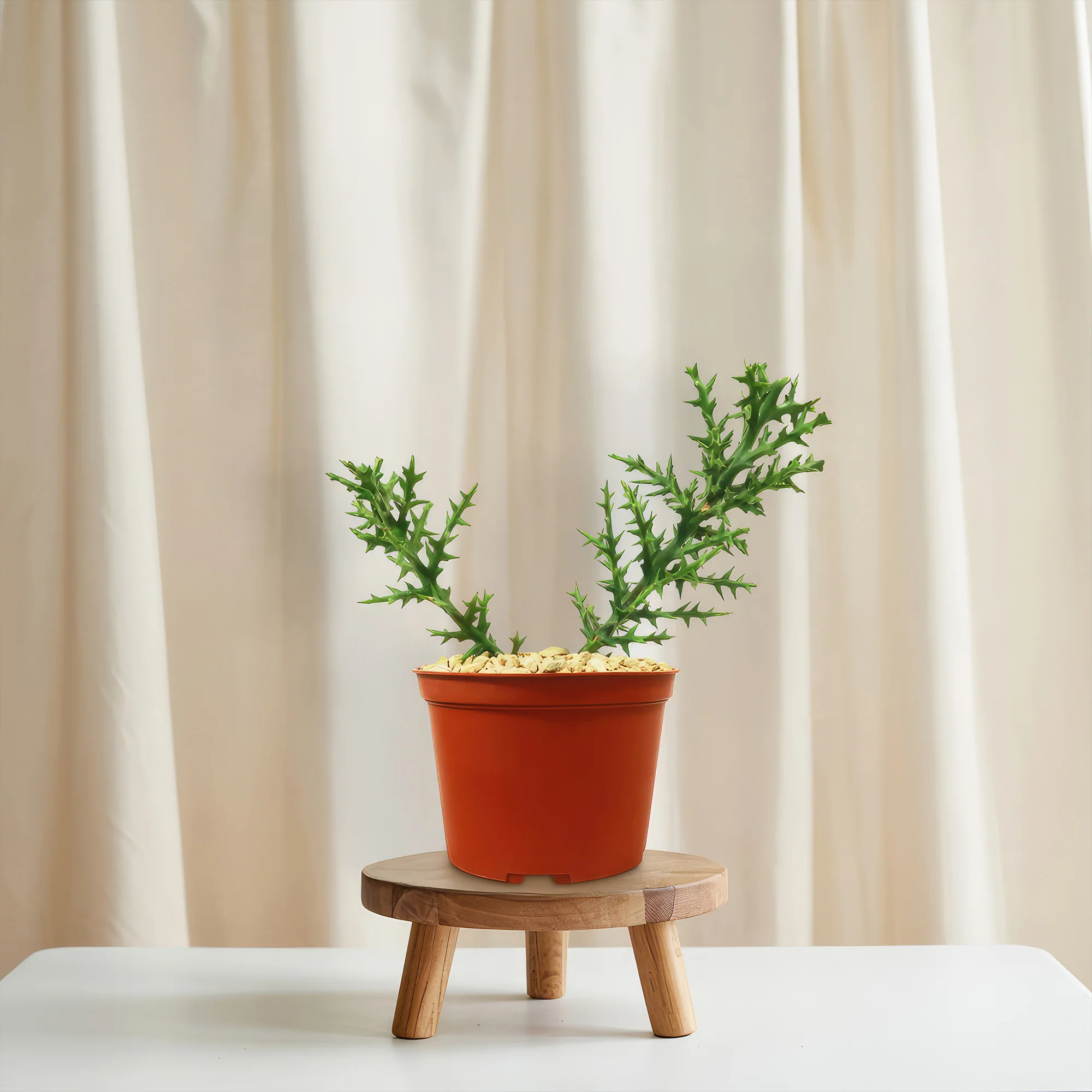 Euphorbia stenoclada