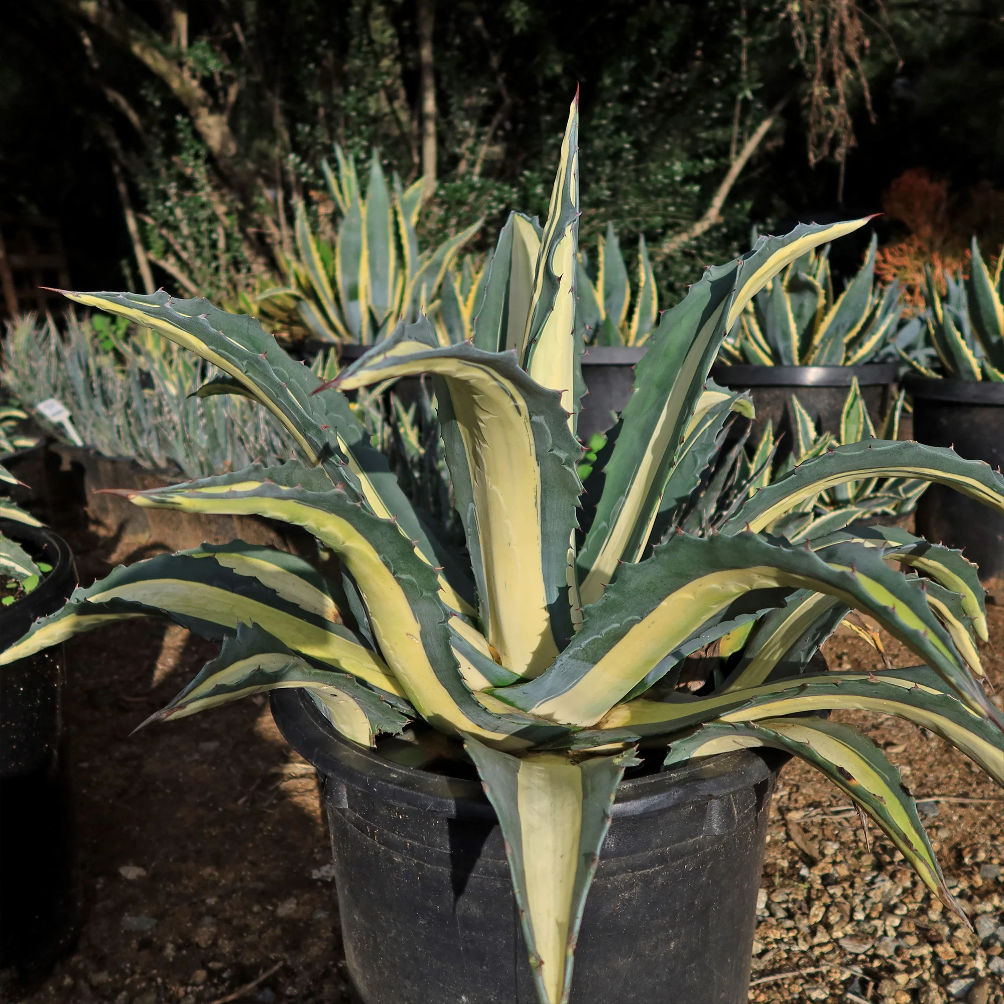 Agave mediopicta alba �C White Striped Century Plant