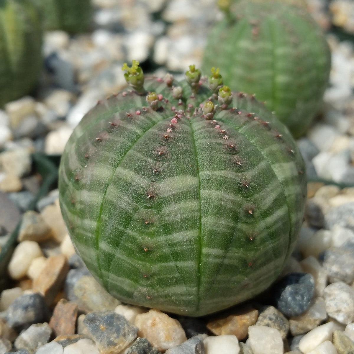 Baseball Plant 'Euphorbia obesa'