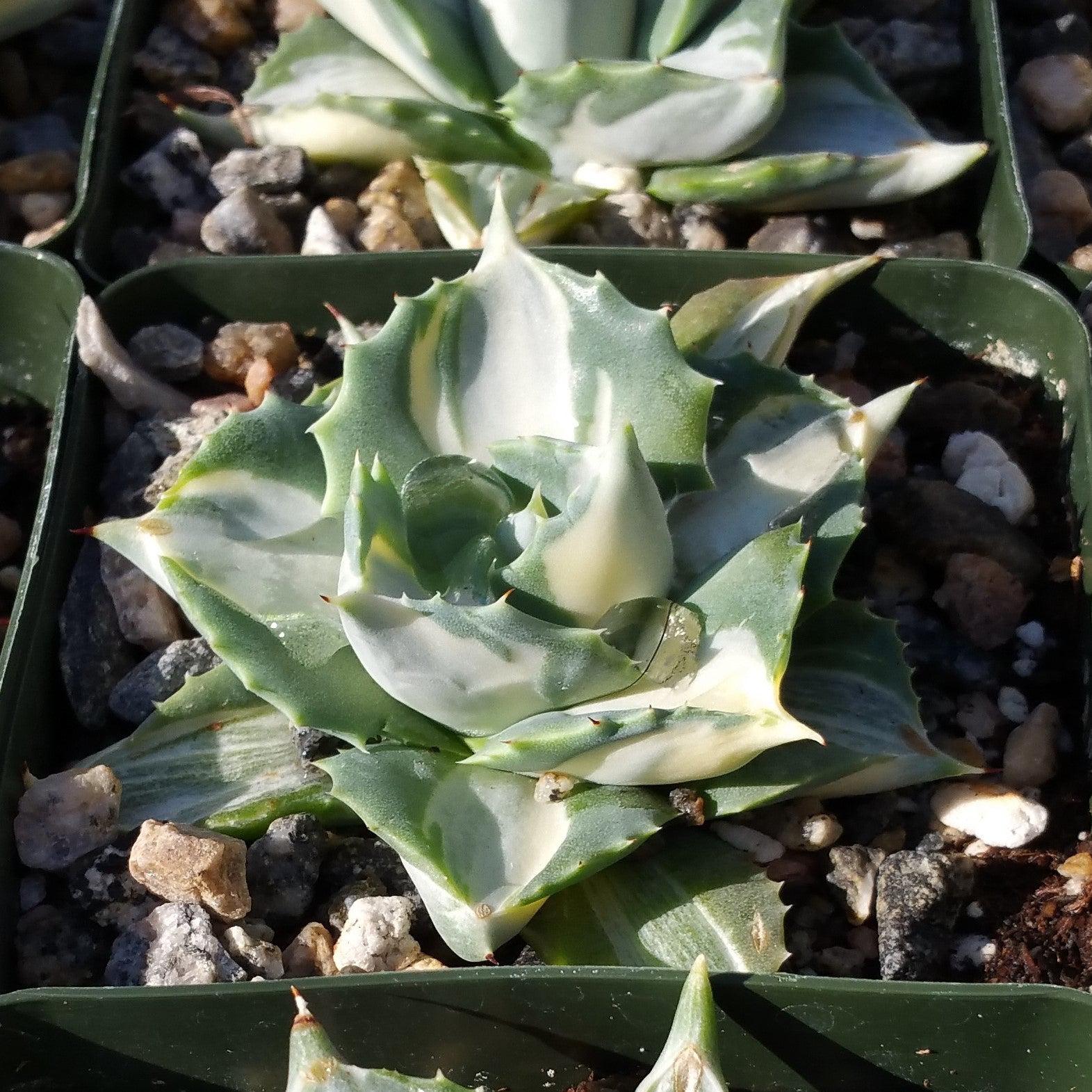 Variegated Dwarf Butterfly Agave - Agave isthmensis 'Ohi Raijin Shiro Nakafu'