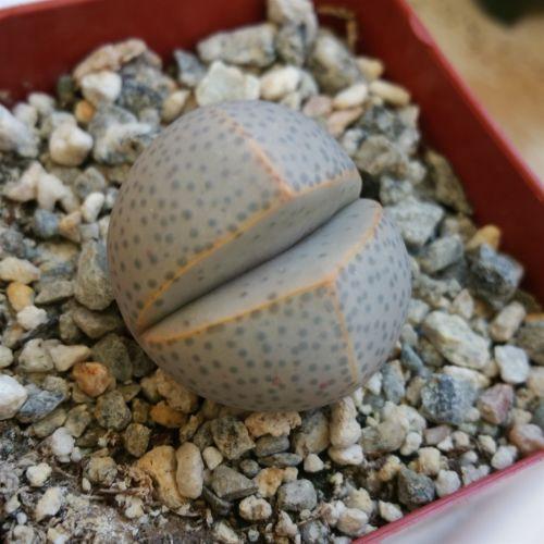 Dinteranthus wilmottianus