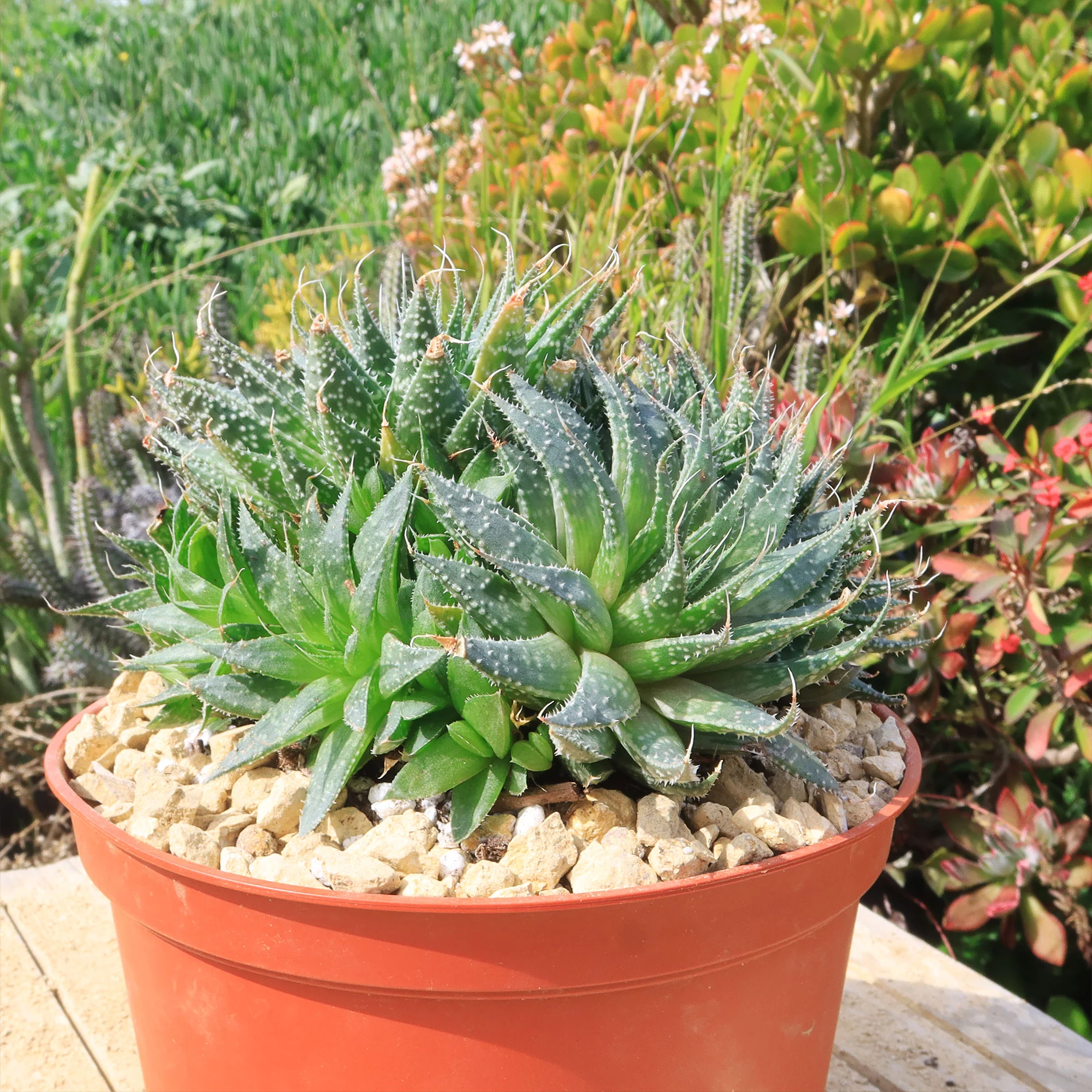 'Lace Aloe - Aloe aristata'