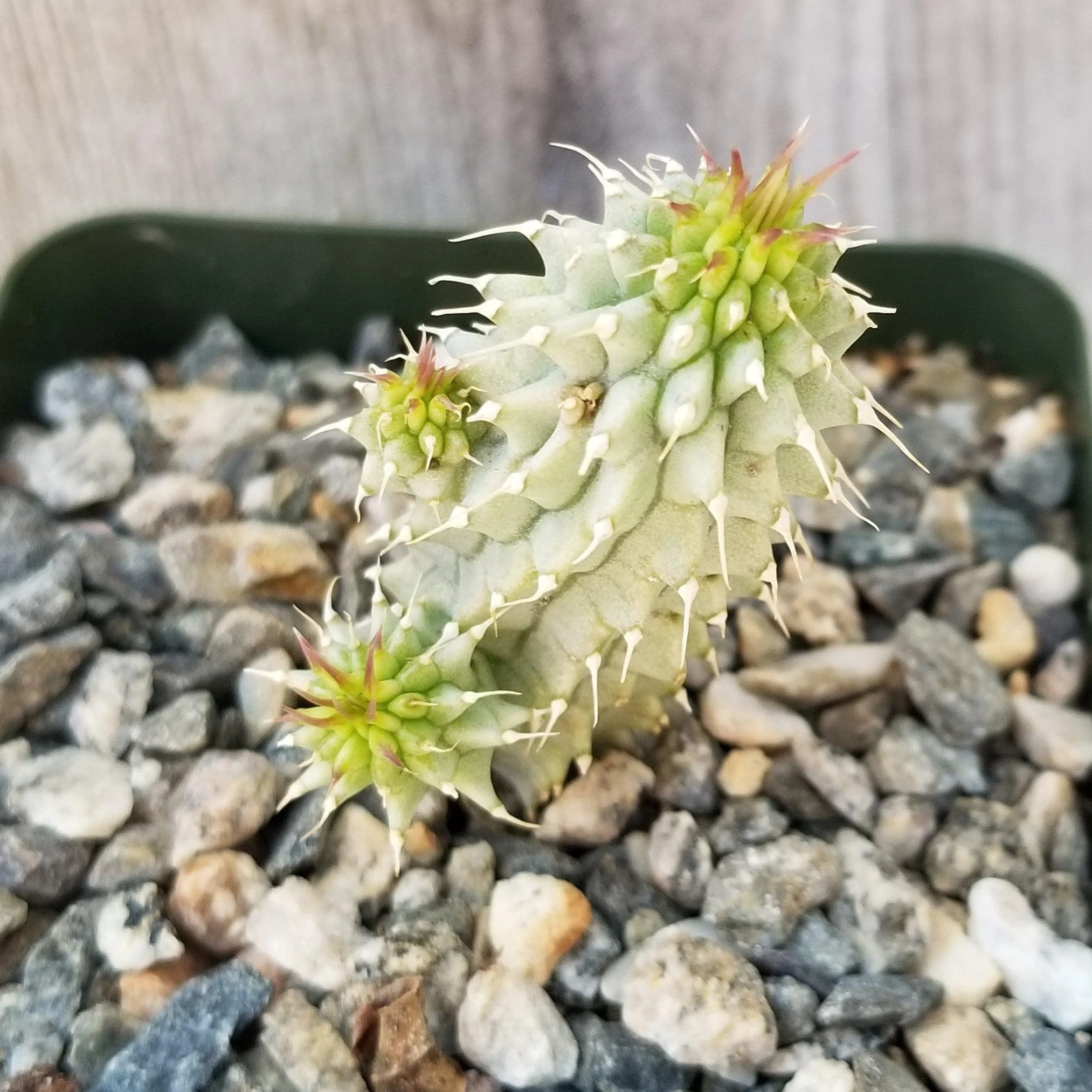Kalahari Cactus 'Hoodia gordonii'