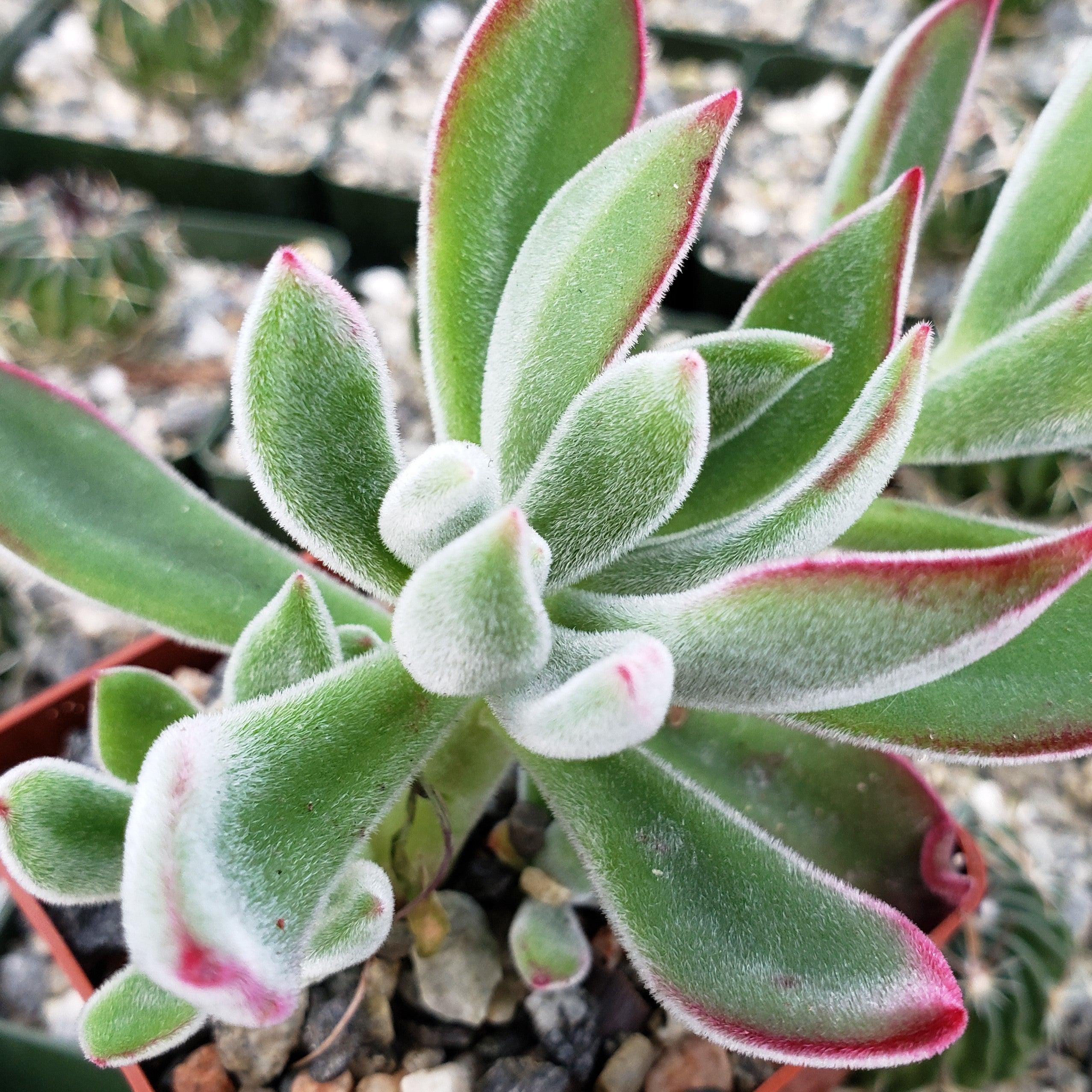 Ruby Slipper Succulent ��Echeveria harmsii��
