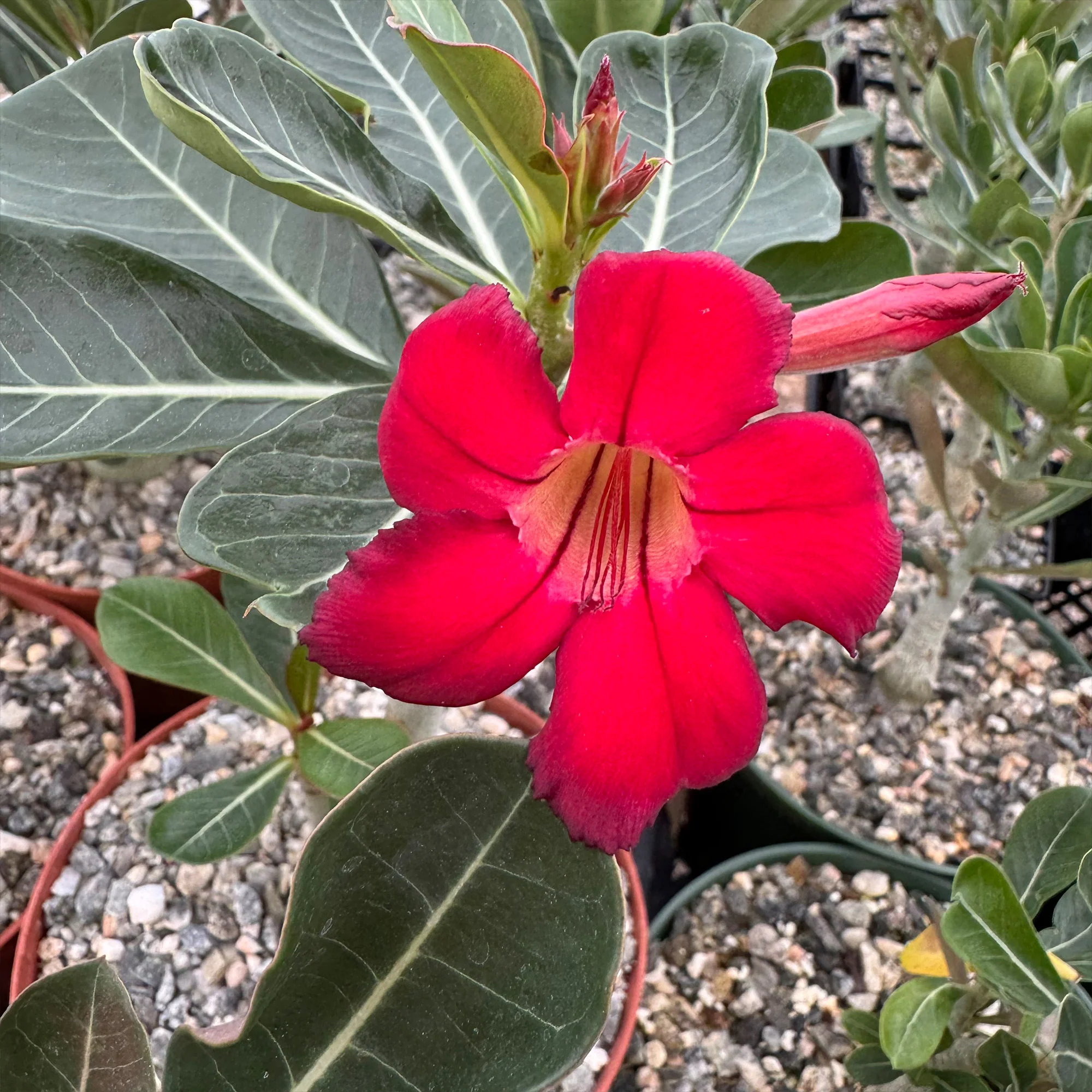Desert Rose 'Adenium obesum'