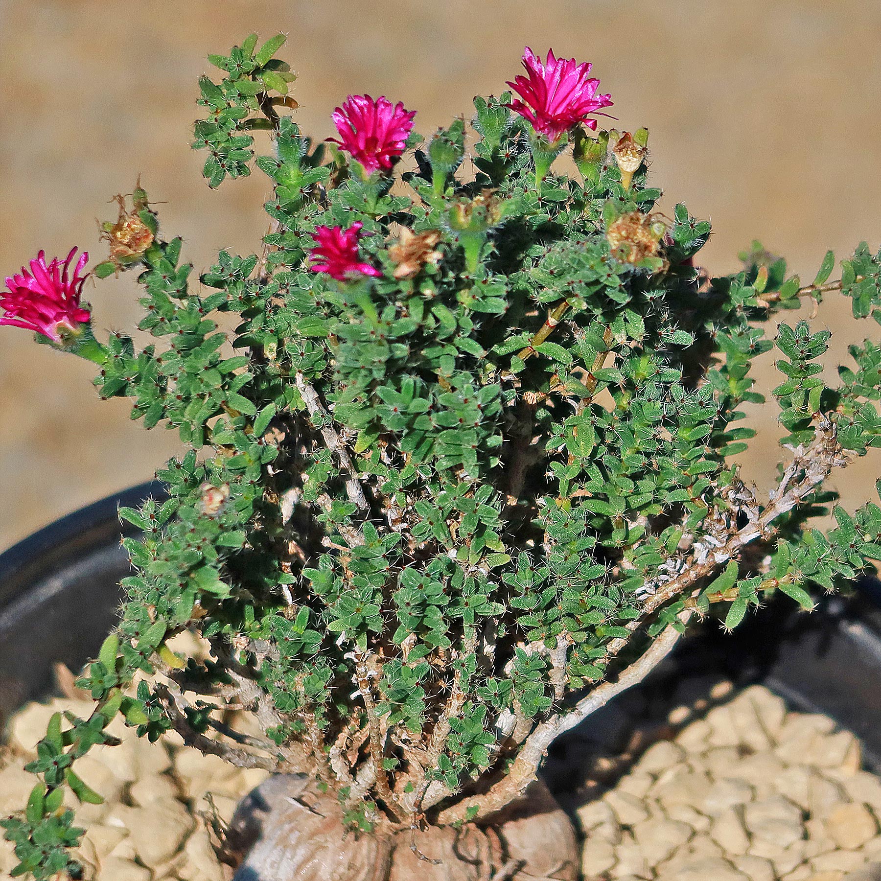 Trichodiadema bulbosom