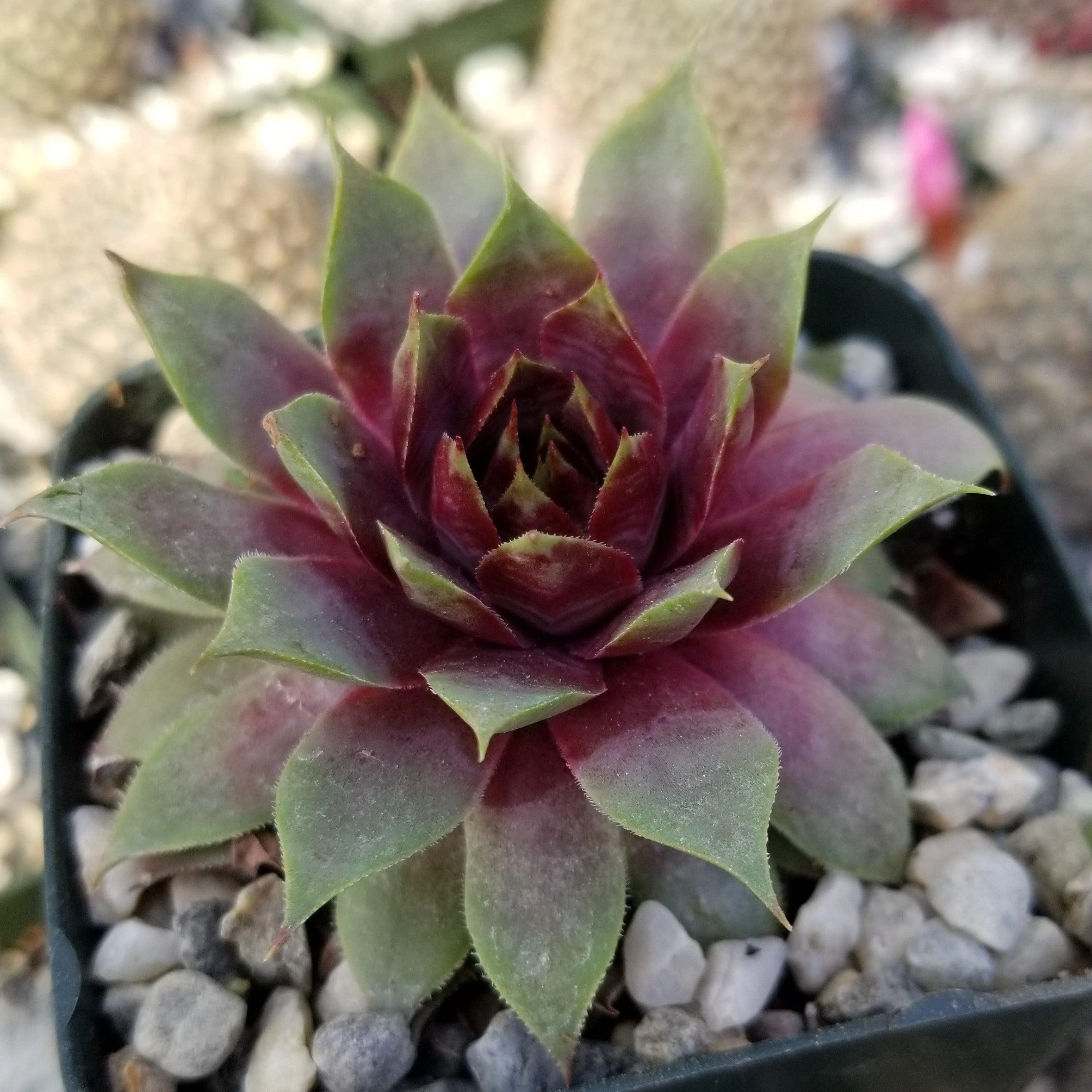 Sempervivum 'Ruby Heart' Hens and Chicks