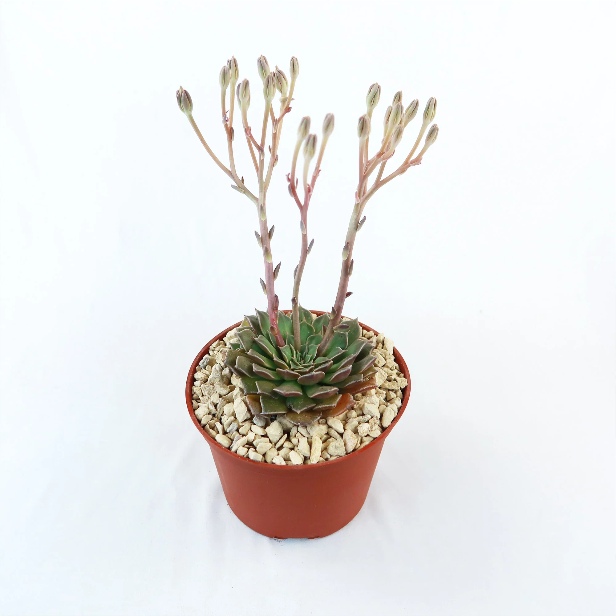 Graptopetalum tacitus bellus super star