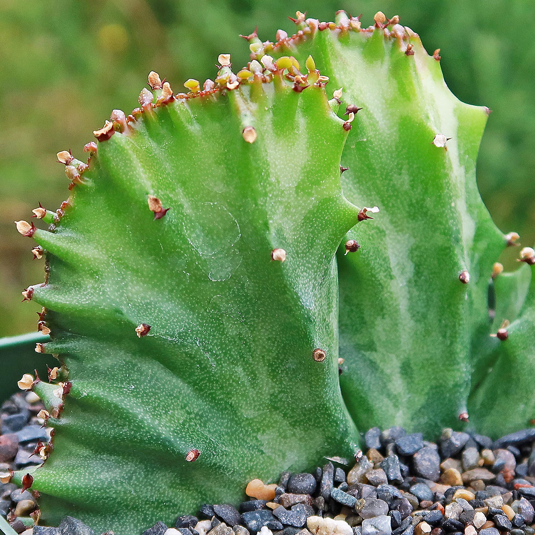 Coral Cactus - Euphorbia lactea 'cristata'