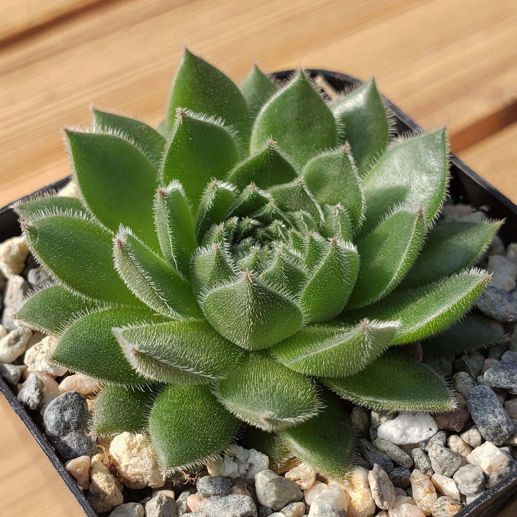 Common Houseleek - Sempervivum tectorum 'Hens and Chicks'