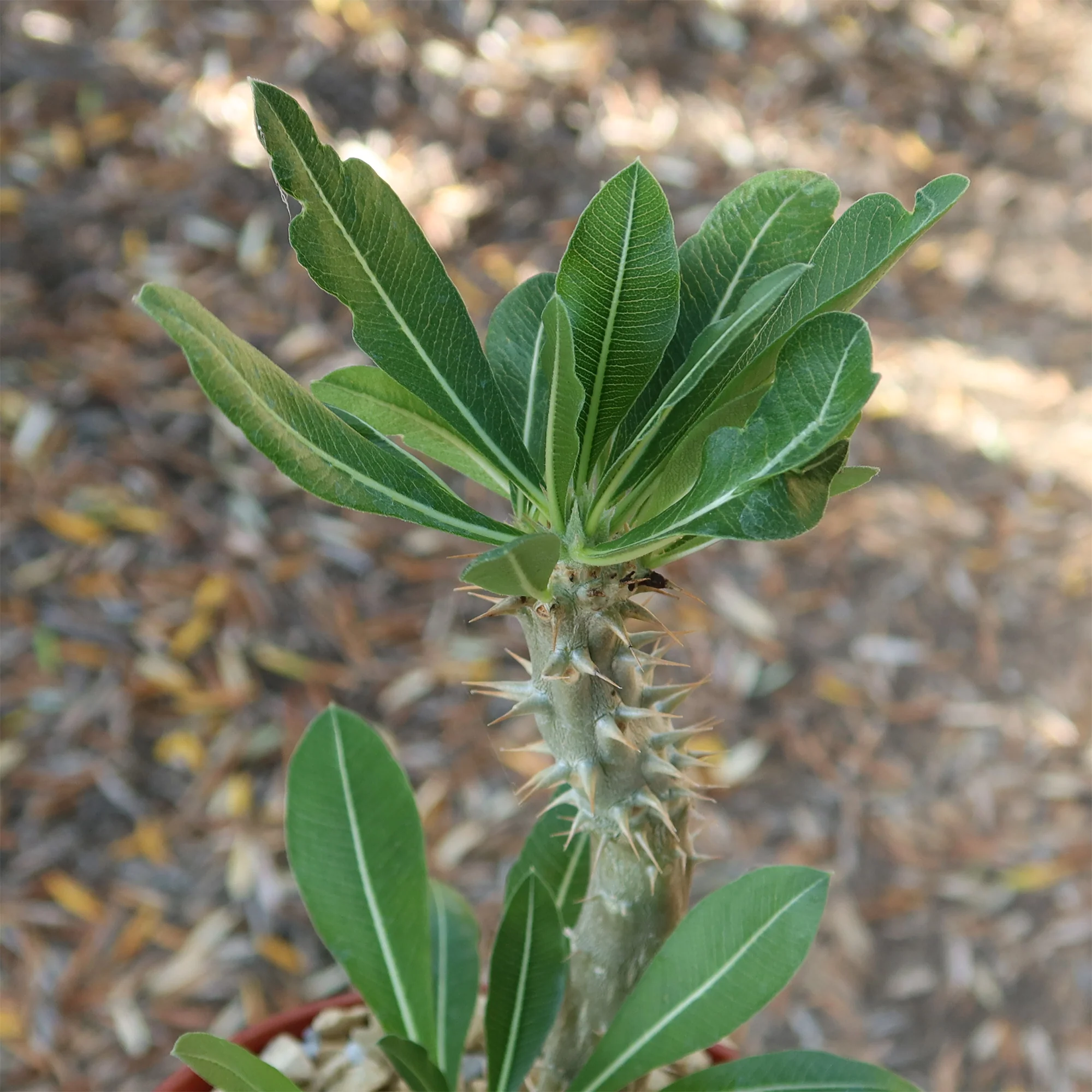 Pachypodium horombense