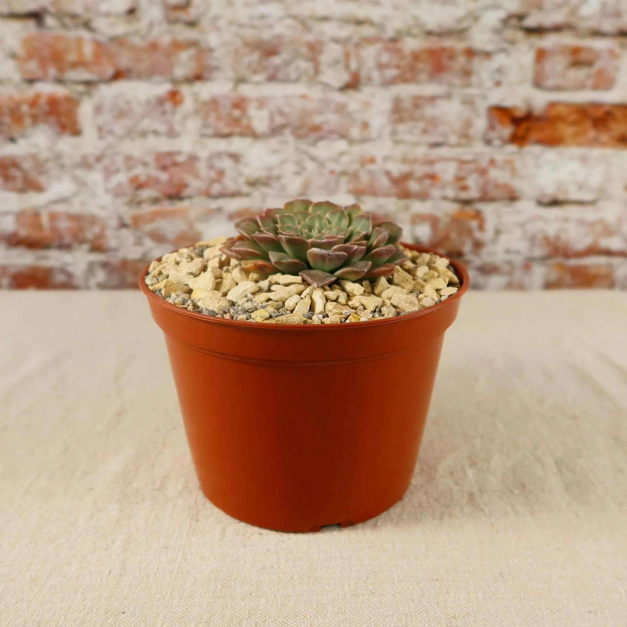 Graptopetalum tacitus bellus super star