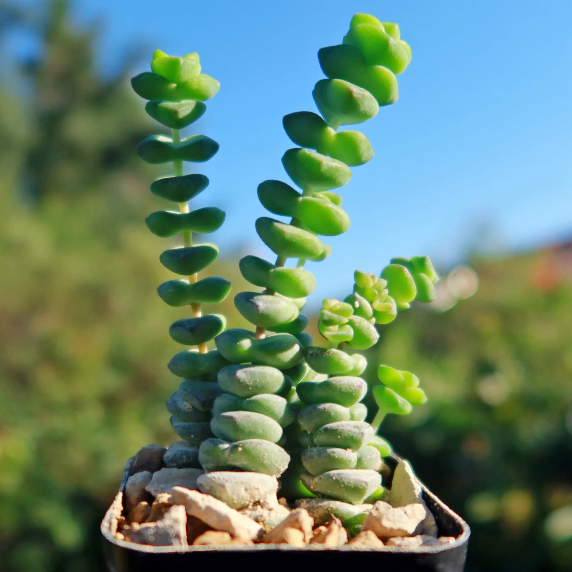 String of Buttons 'Crassula Perforata'