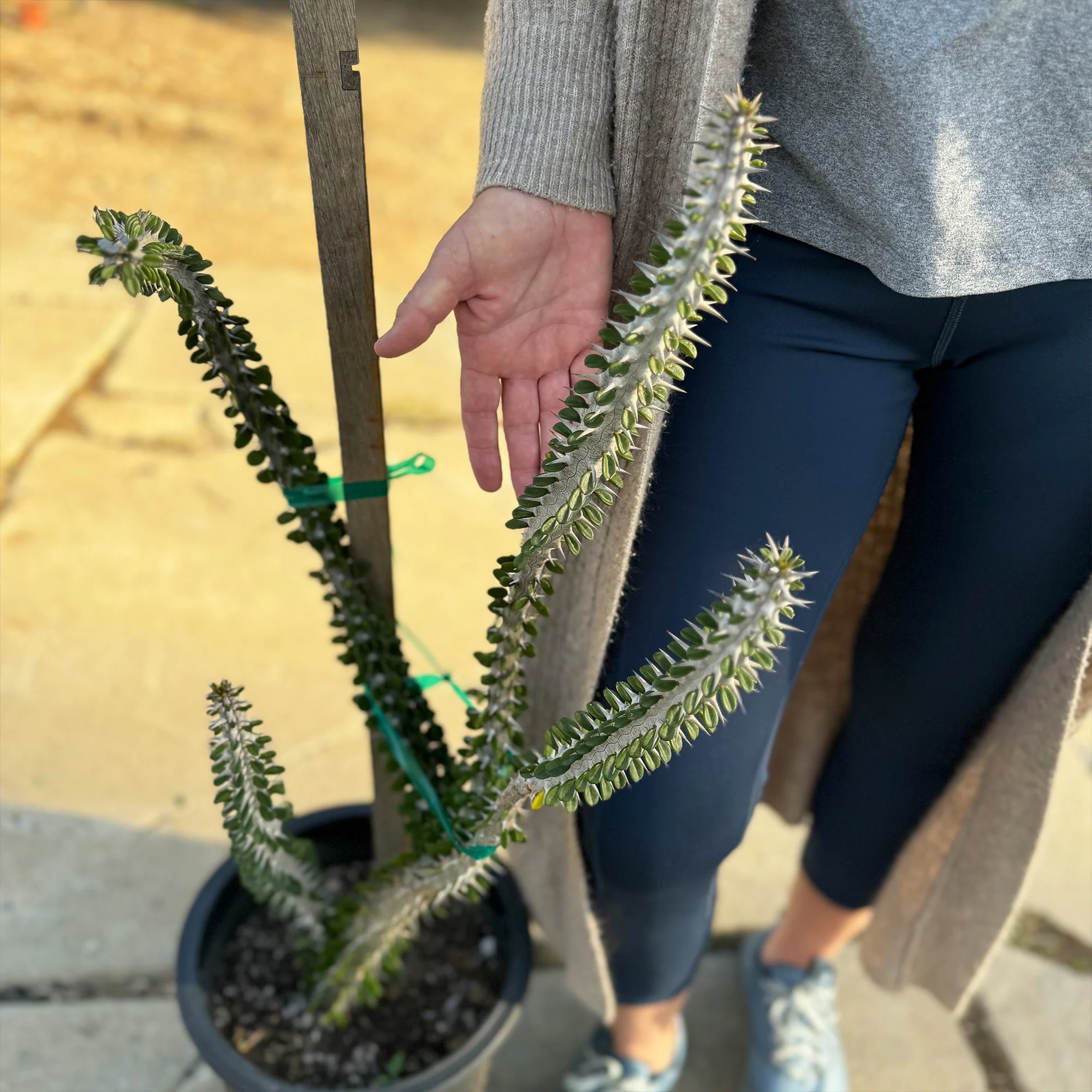 Madagascar ocotillo 'Alluaudia procera'